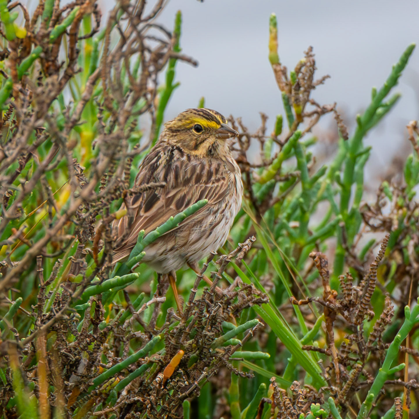 Savannah Sparrow