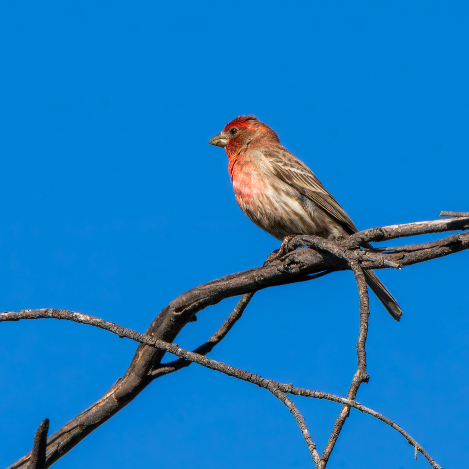 House Finch