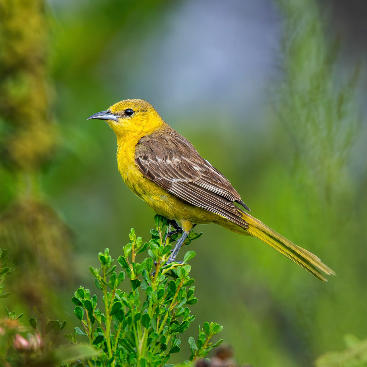 Hooded Oriole