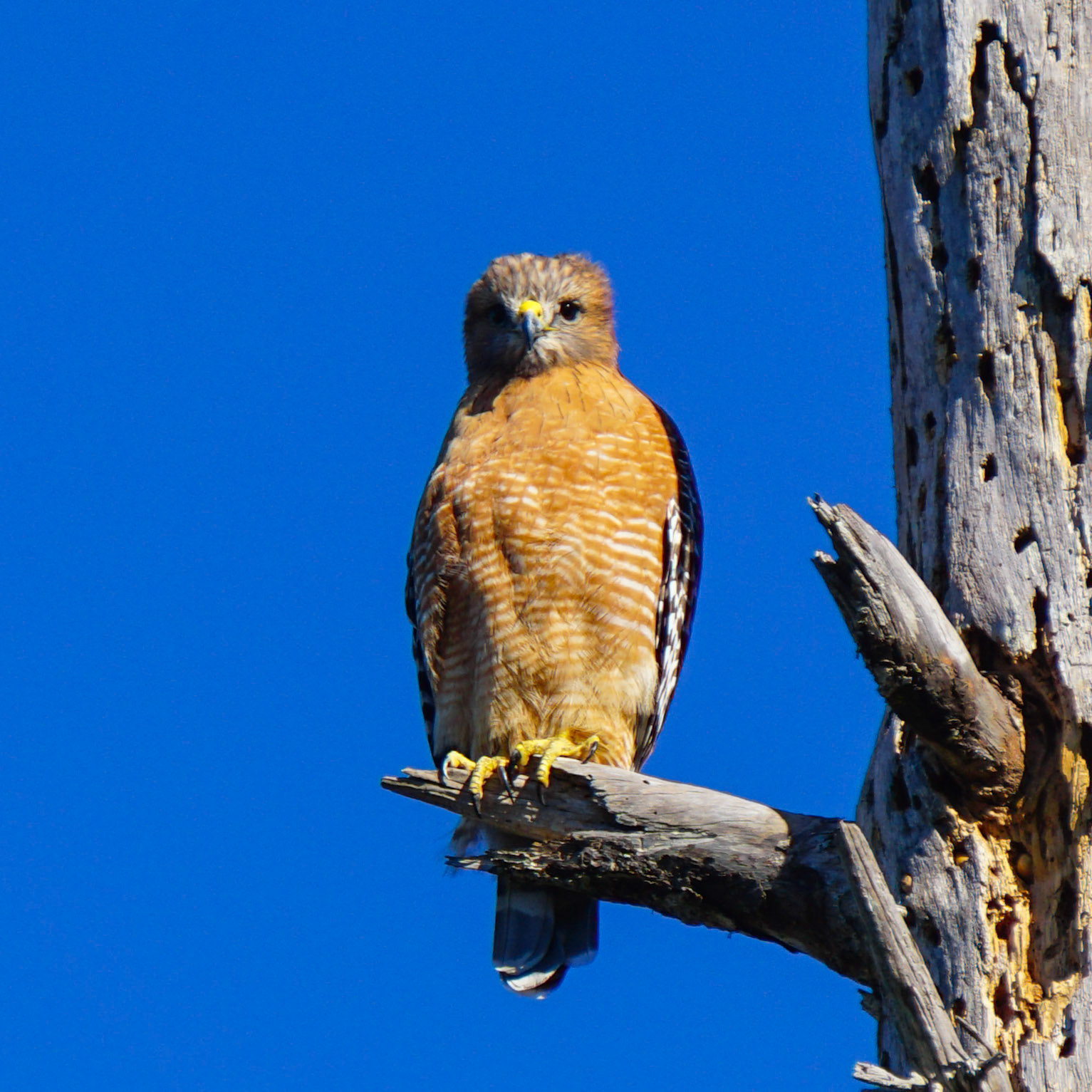 Red-Shouldered Hawk