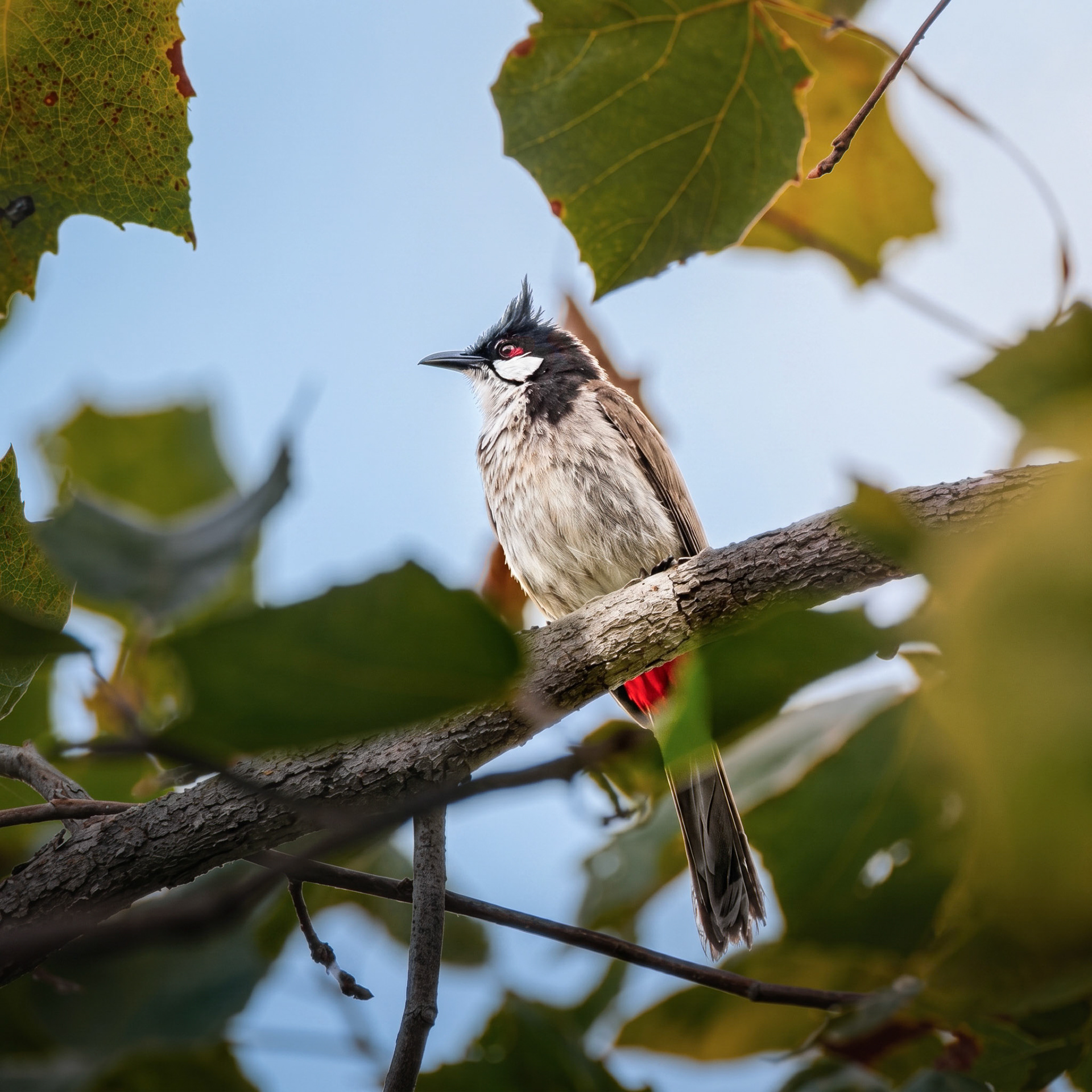 Red-Whiskered Bulbul