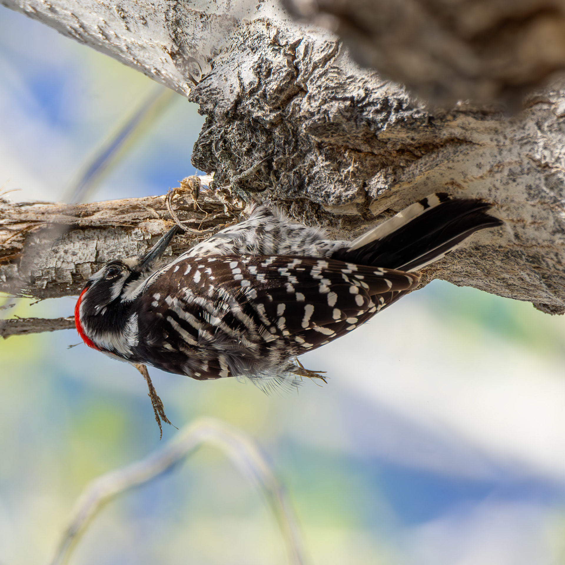 Nuttall's Woodpecker