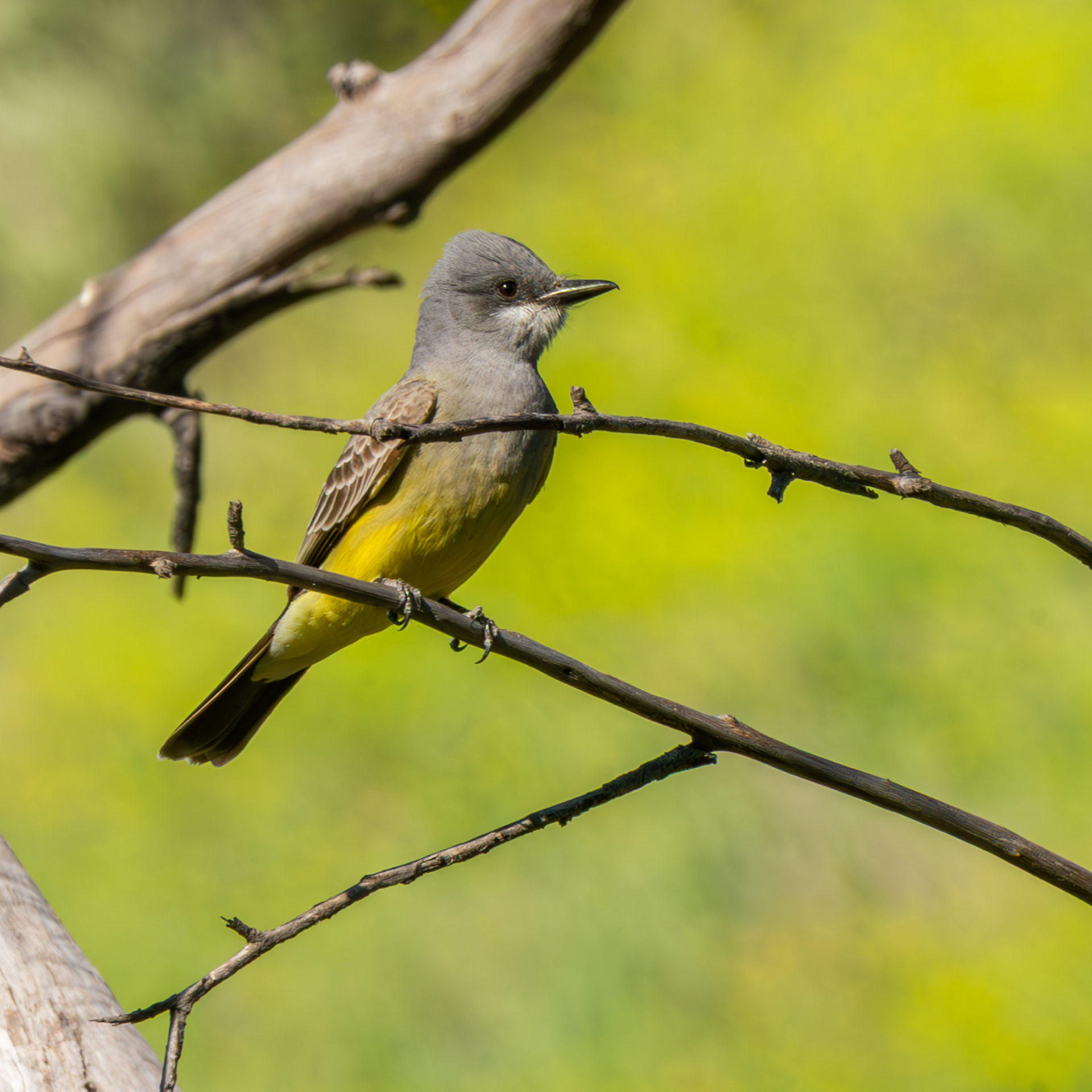 Cassin's Kingbird