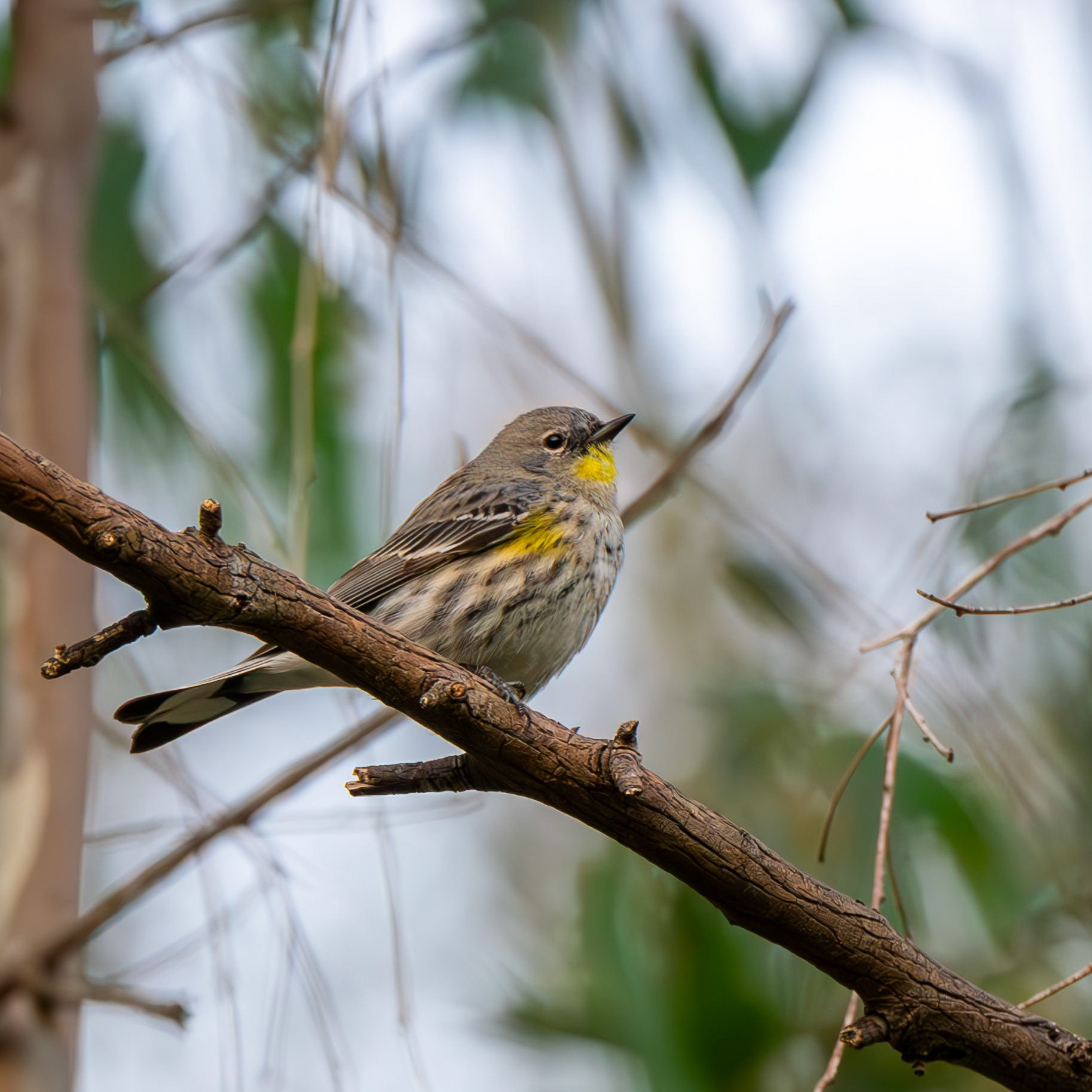Myrtle Warbler