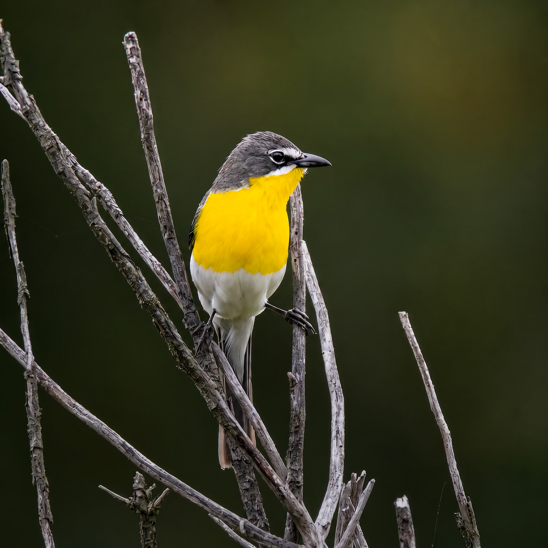 Yellow-Breasted Chat