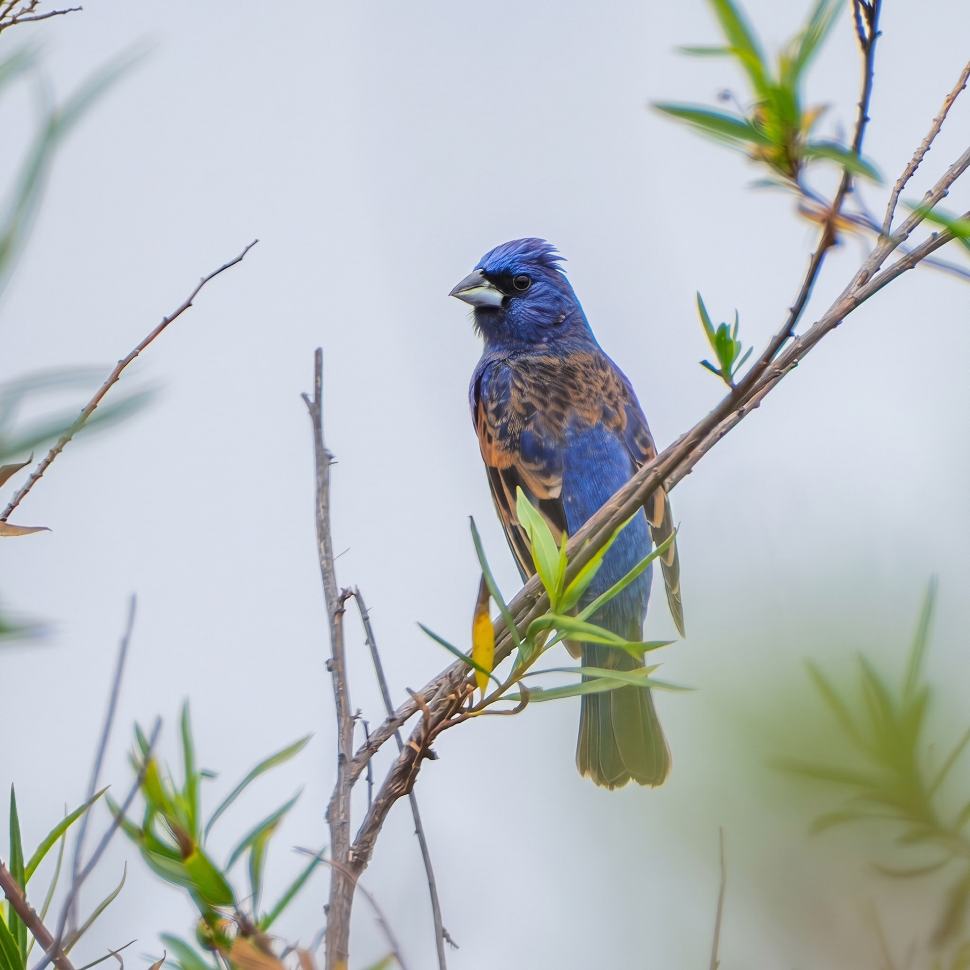 Blue Grosbeak