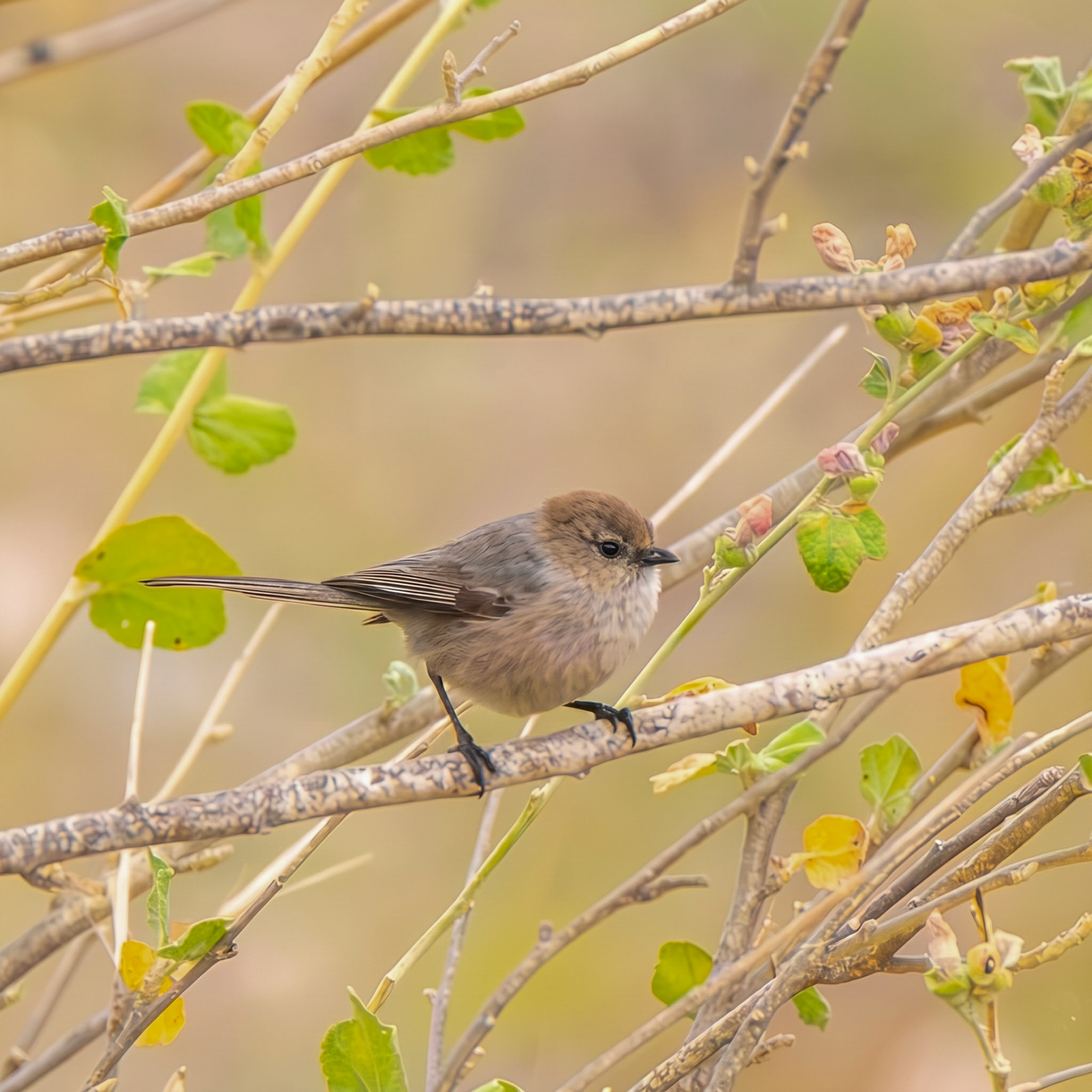 Bushtit