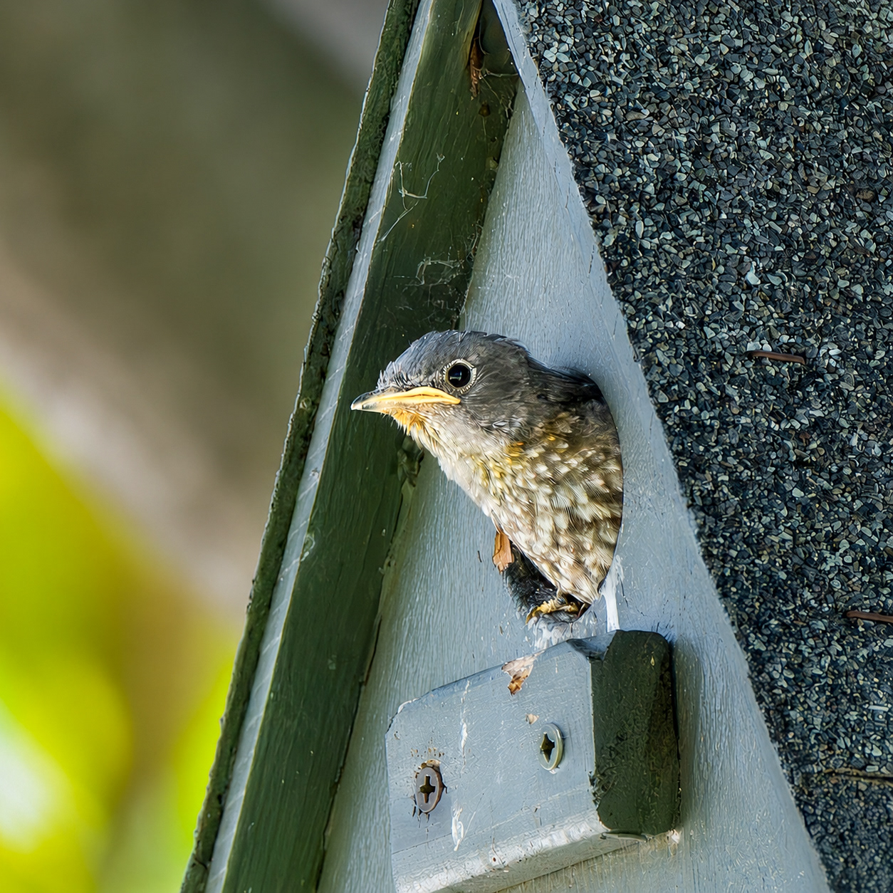 Western Bluebird