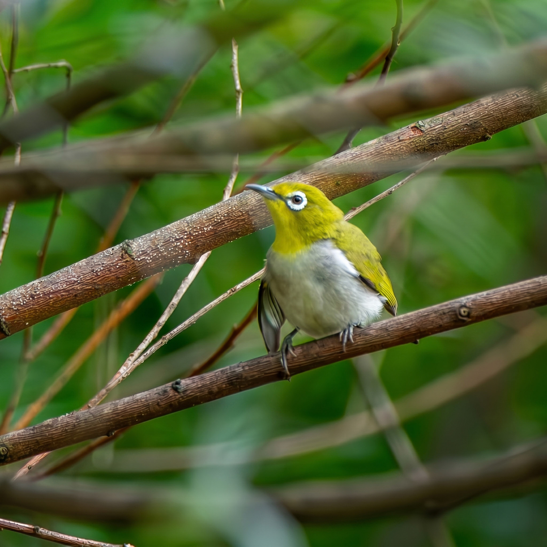 Swinhoe's White Eye