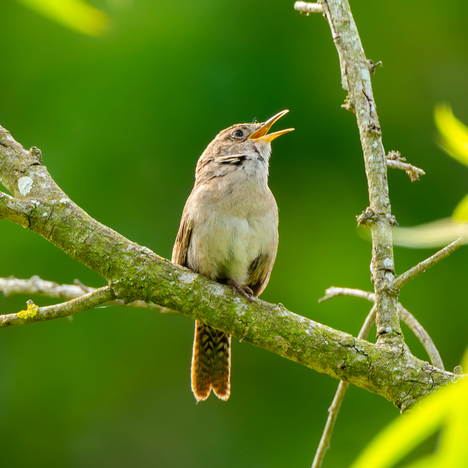 House Wren