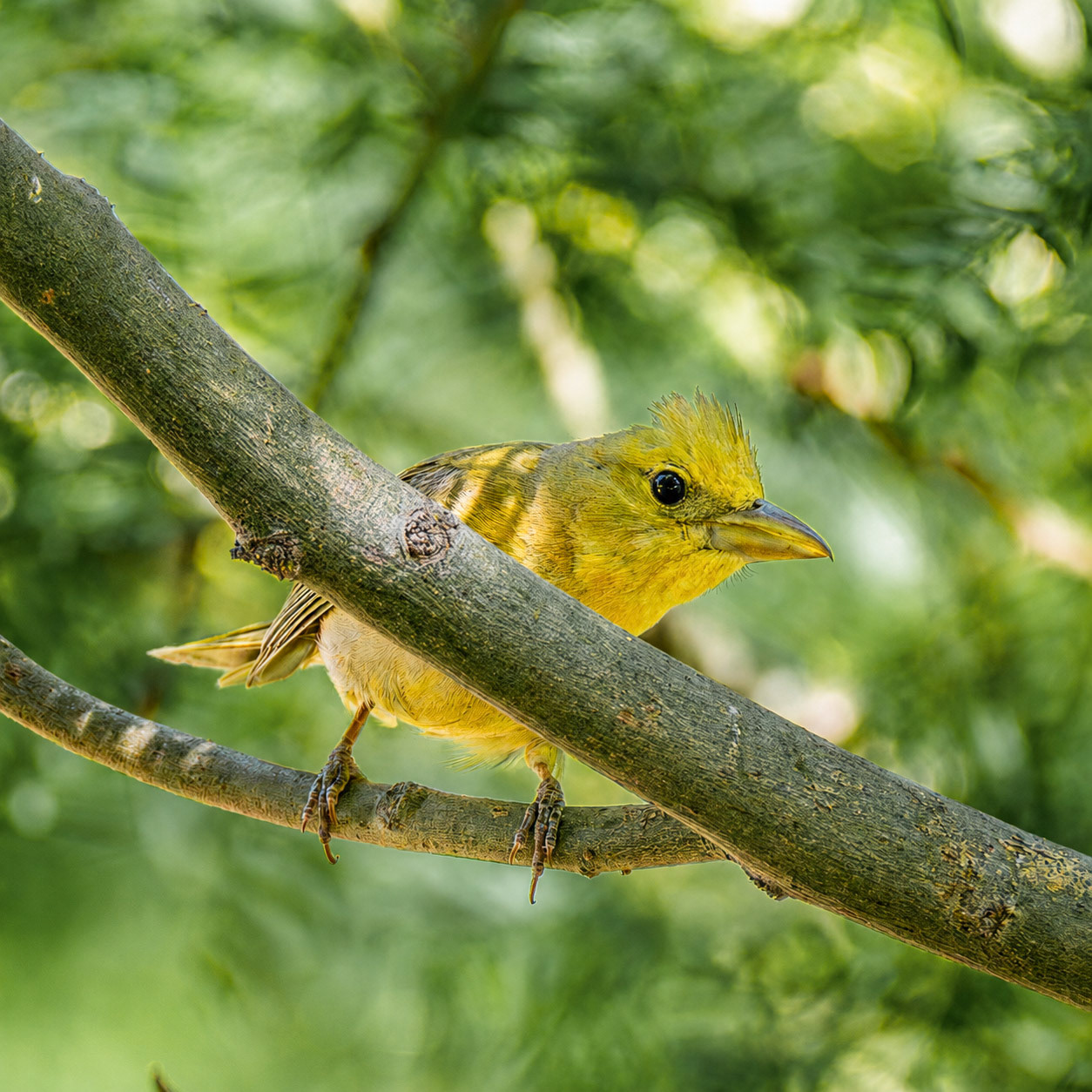 Summer Tanager