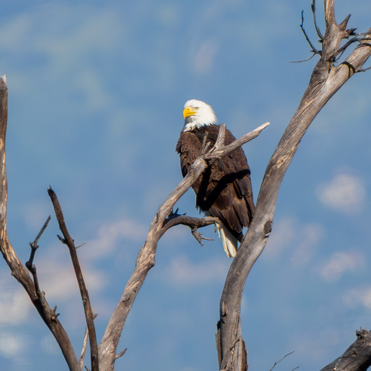 Bald Eagle