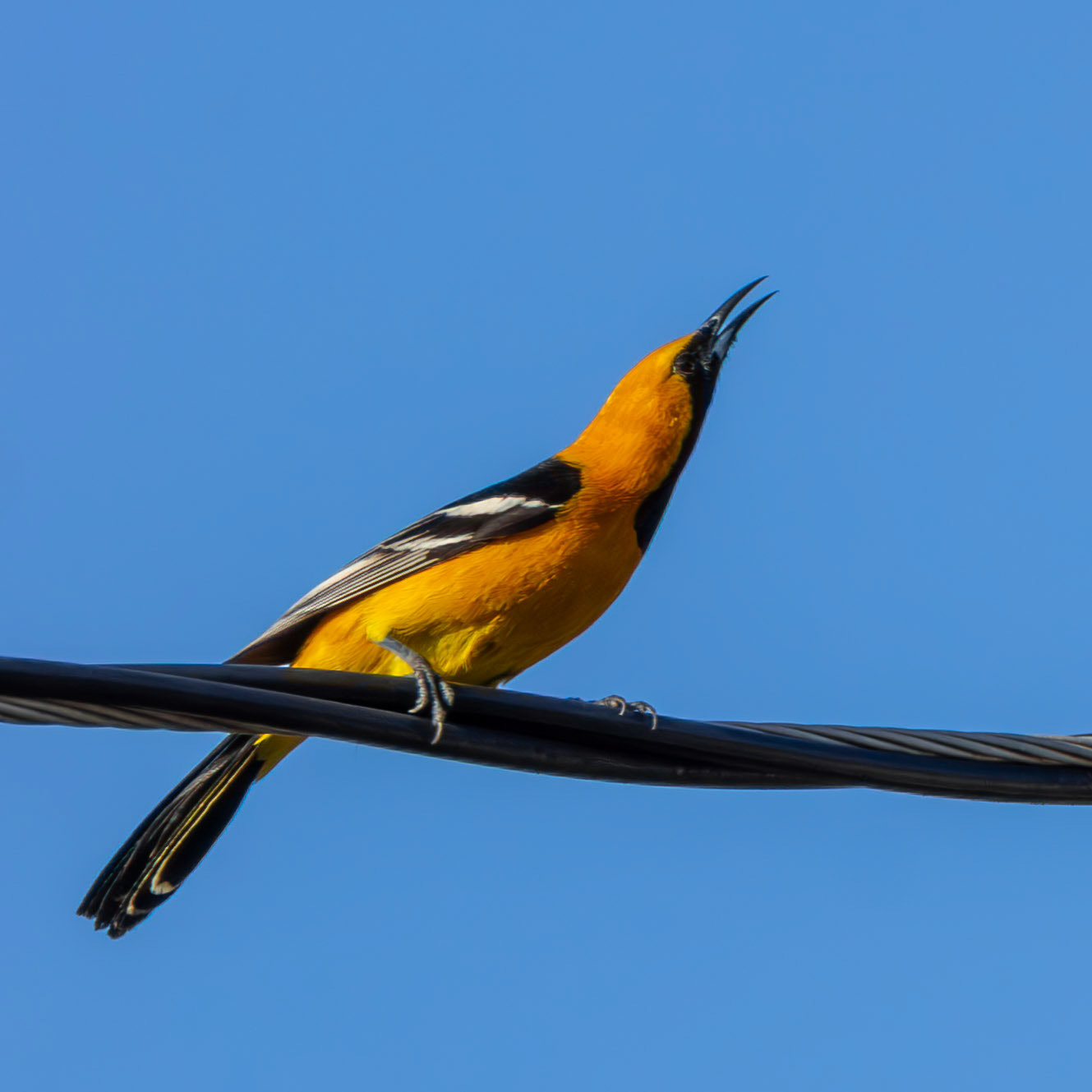 Hooded Oriole