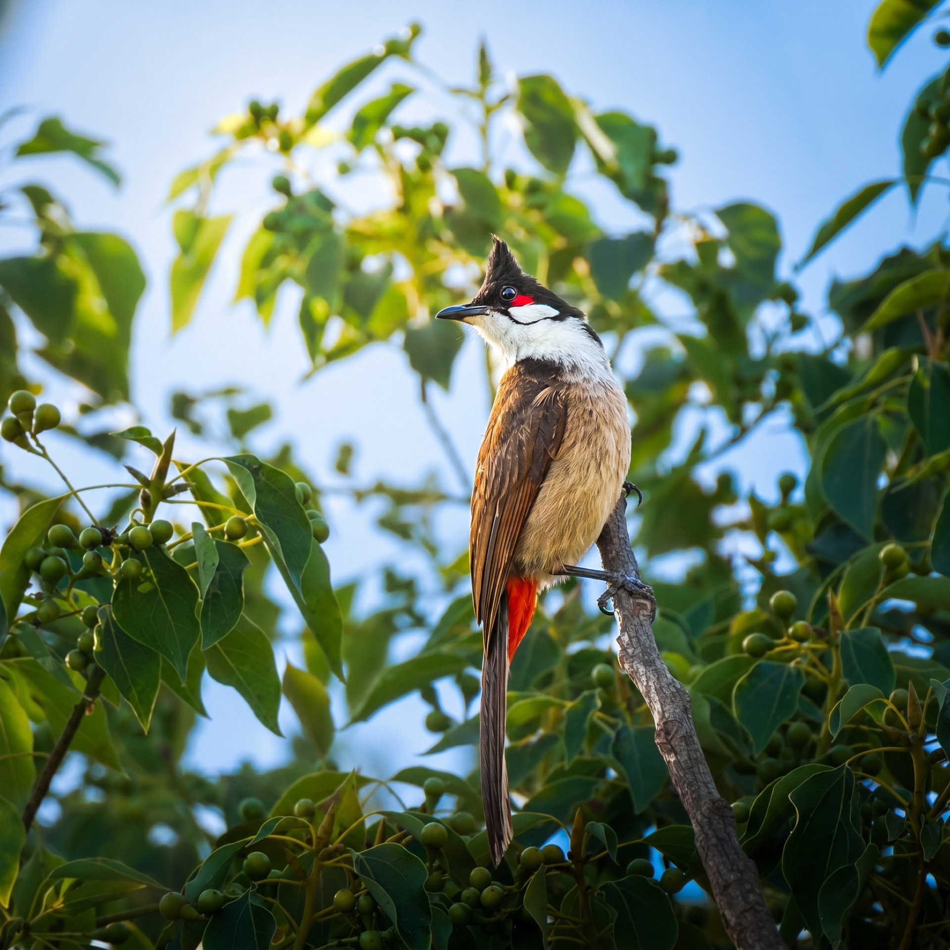 Red-Whiskered Bulbul