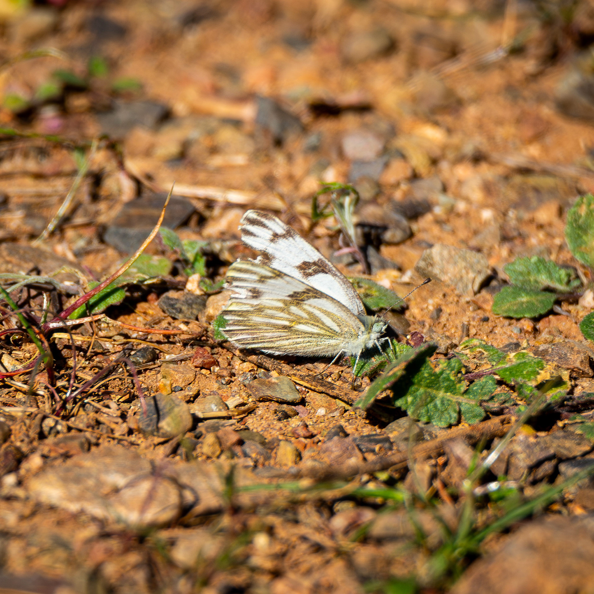 Checkered White Butterfly