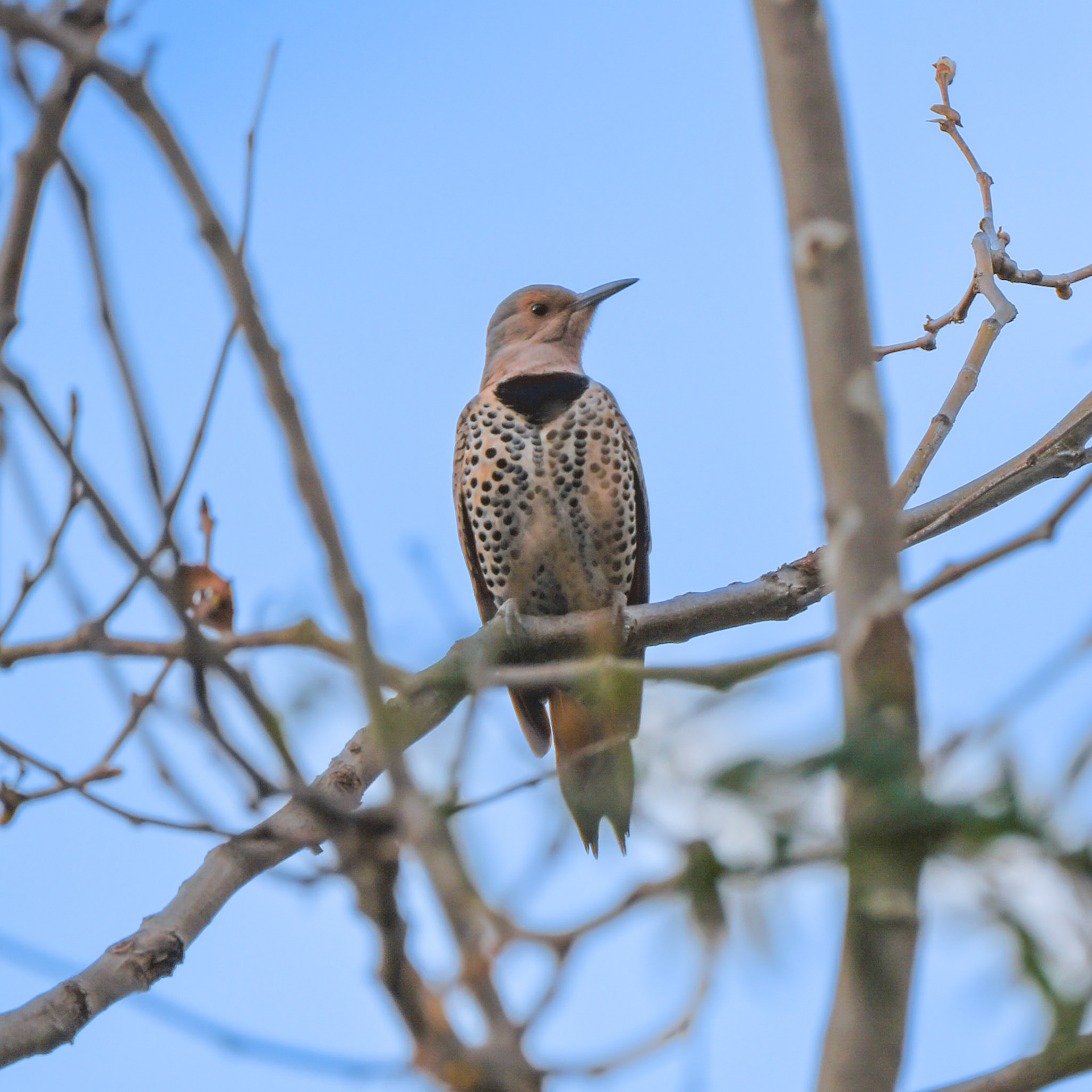 Northern Flicker