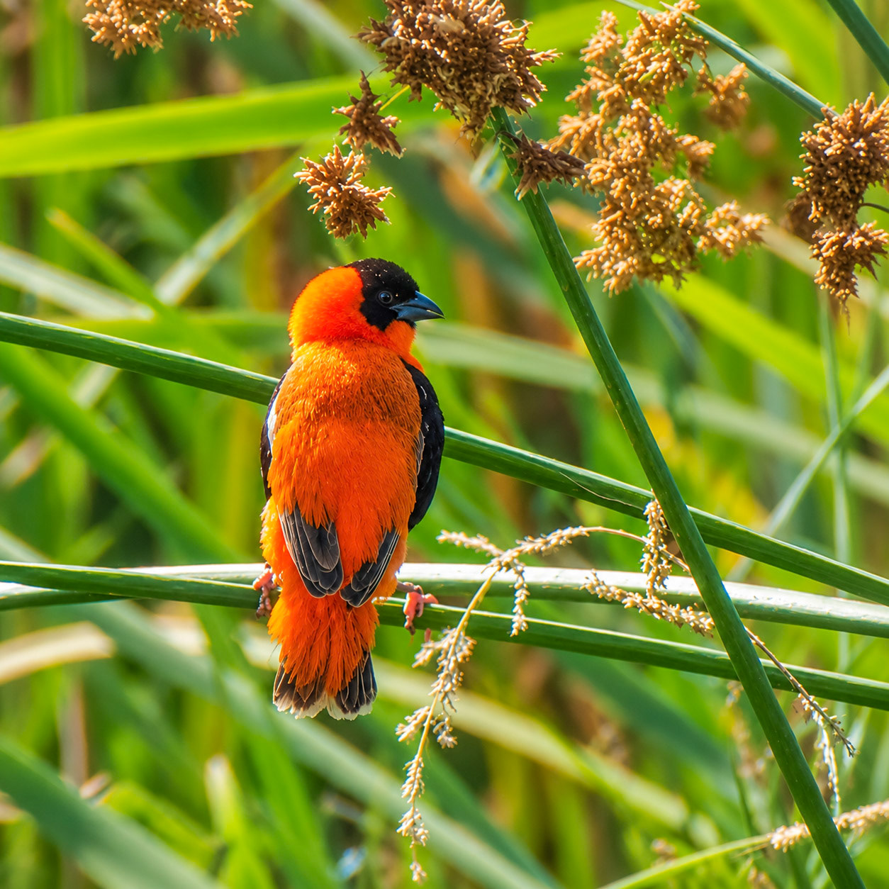 Northern Red Bishop