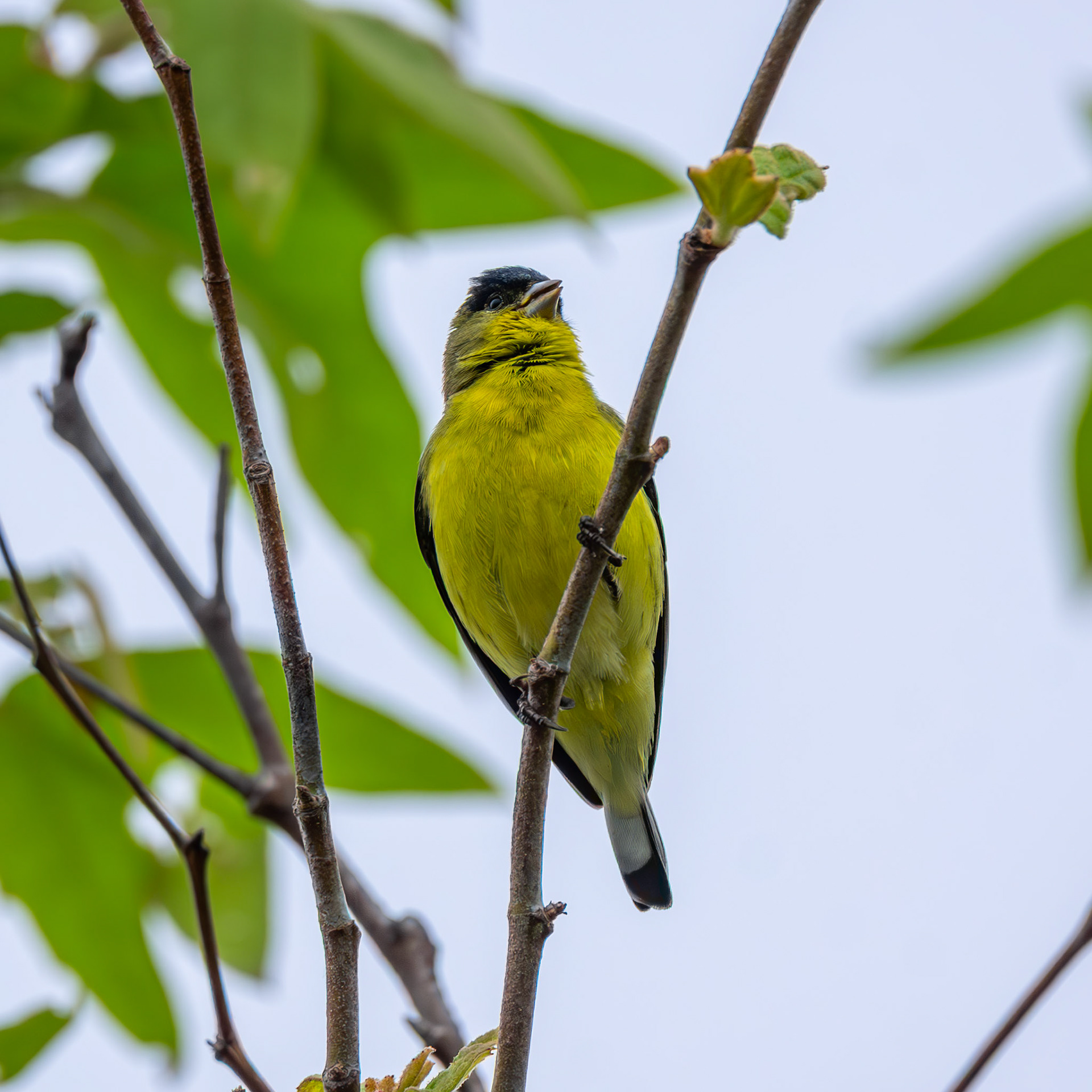 Lesser Goldfinch