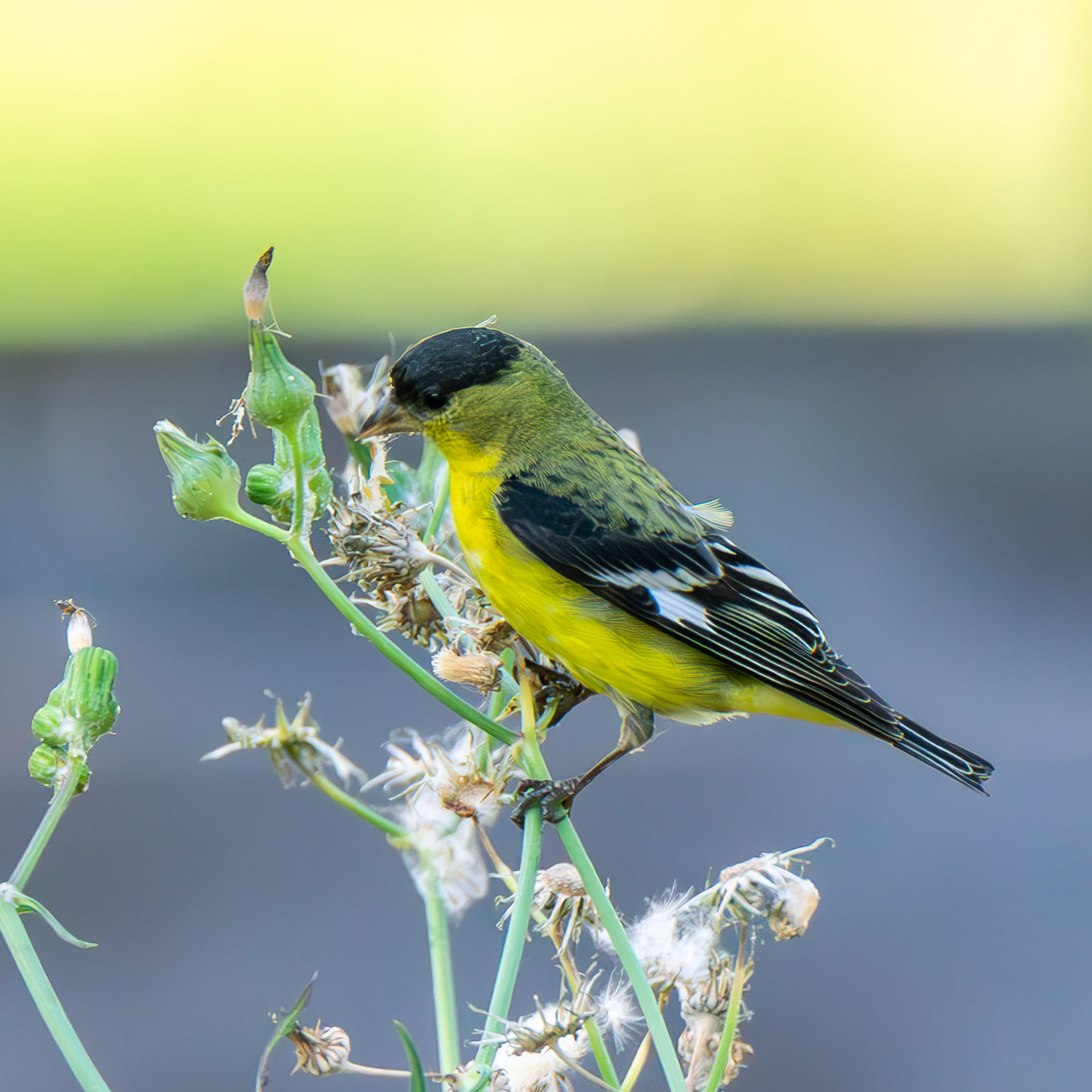 Lesser Goldfinch