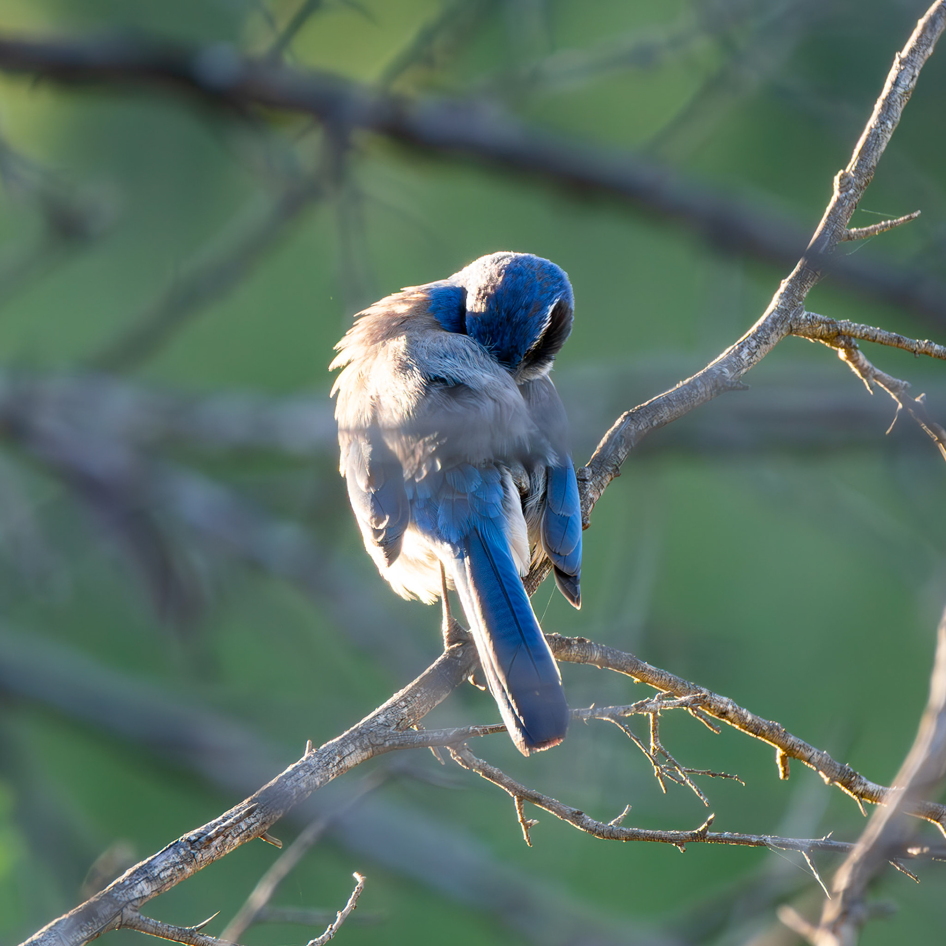 California Scrub Jay