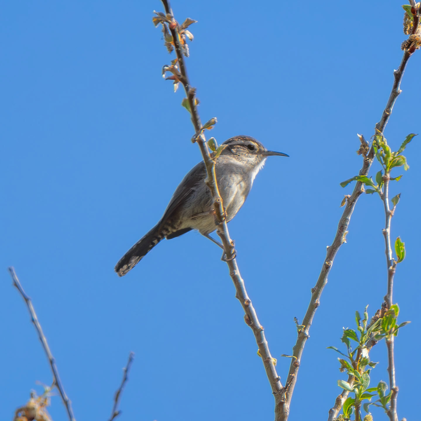 Bewicks' Wren