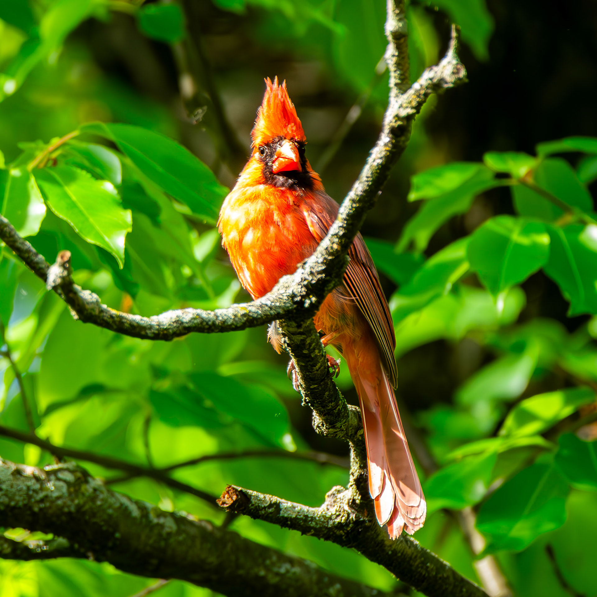 Northern Cardinal