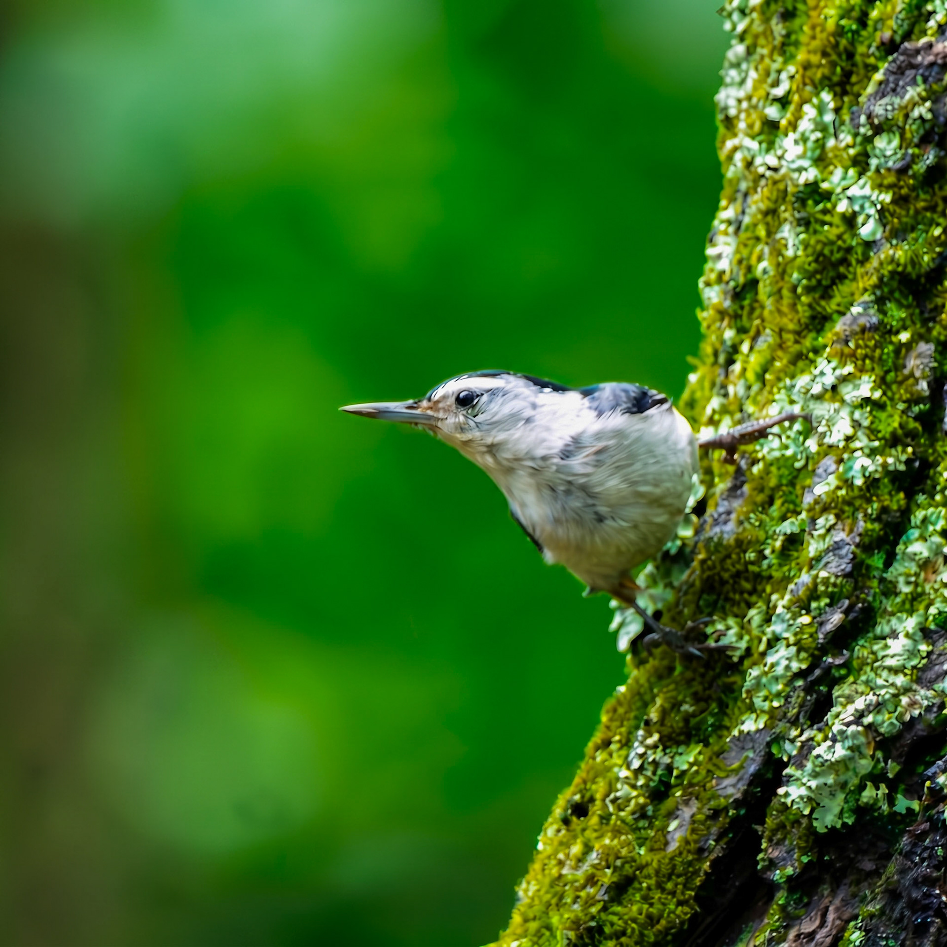 White-Breasted Nuthatch