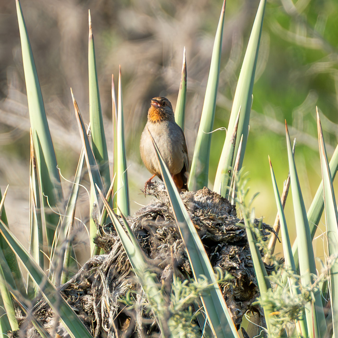 California Towhee