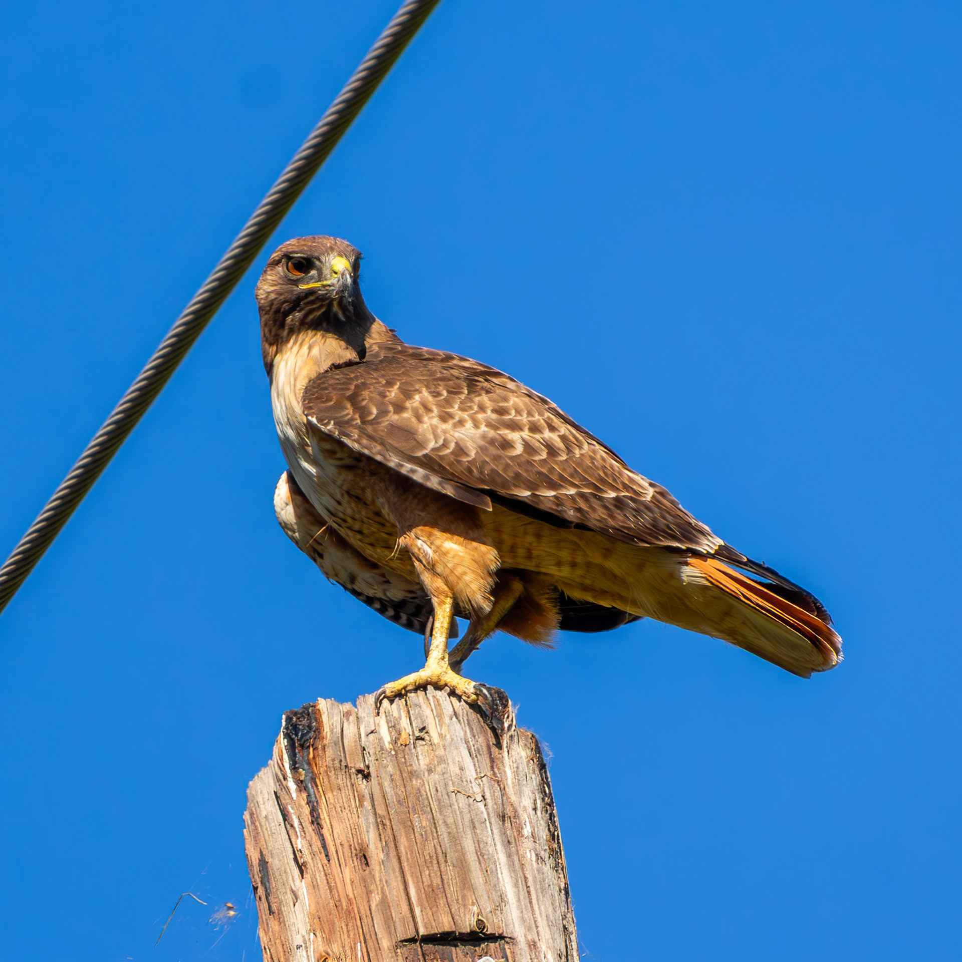 Red-Tailed. Hawk