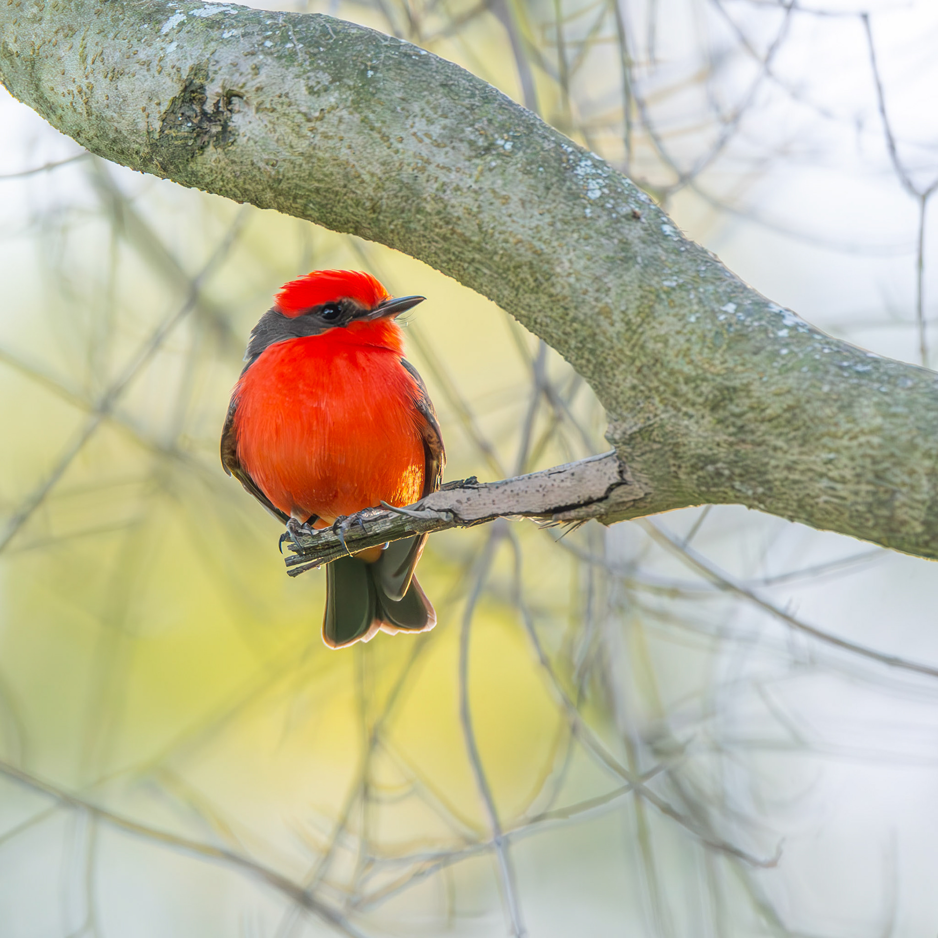 Vermillion Flycatcher