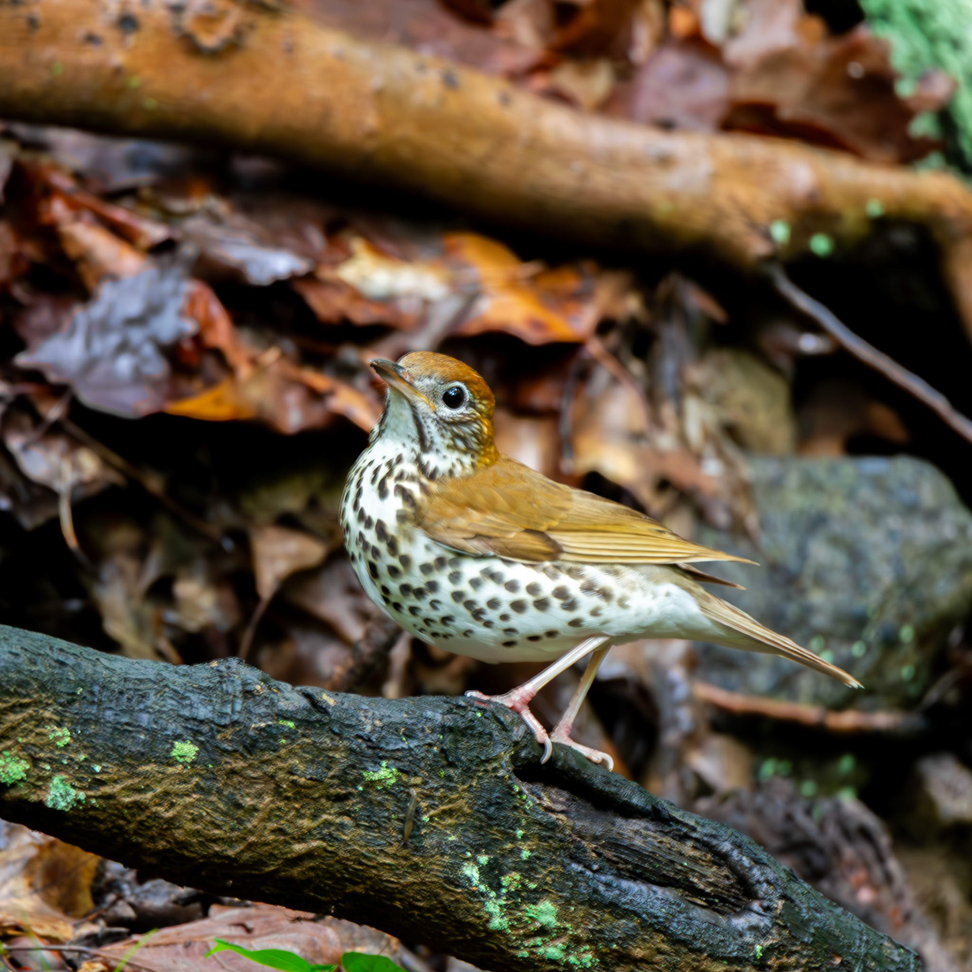 Wood Thrush