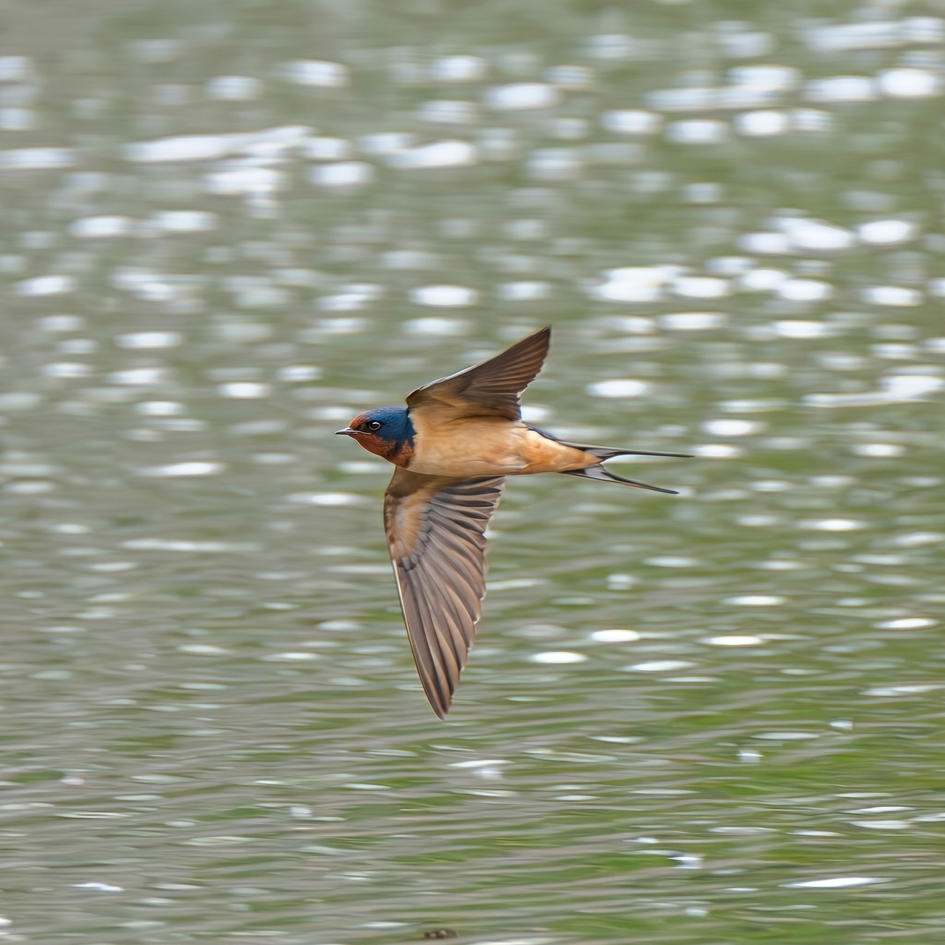 Barn Swallow