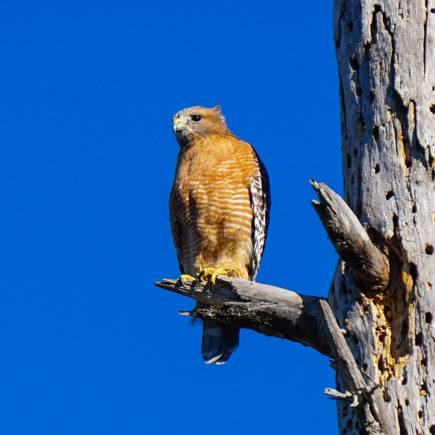 Red-Shouldered Hawk