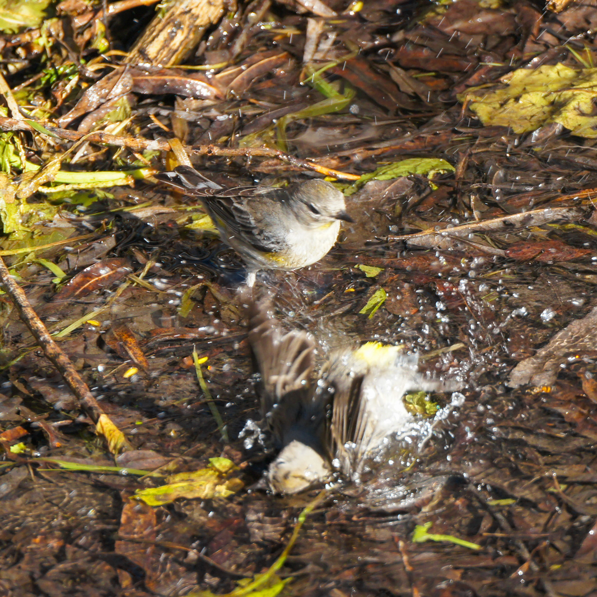 Myrtle Warbler