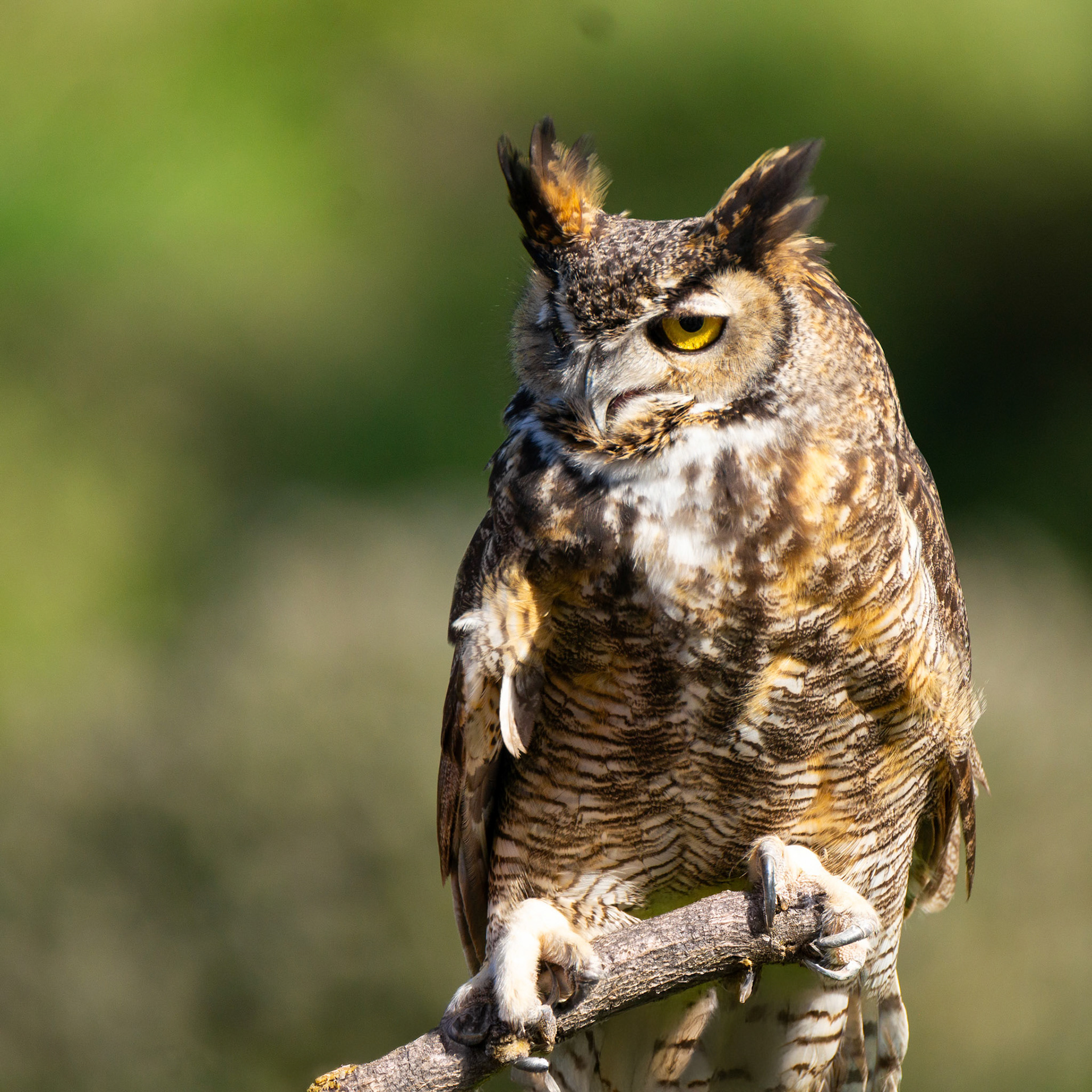 Great Horned Owl