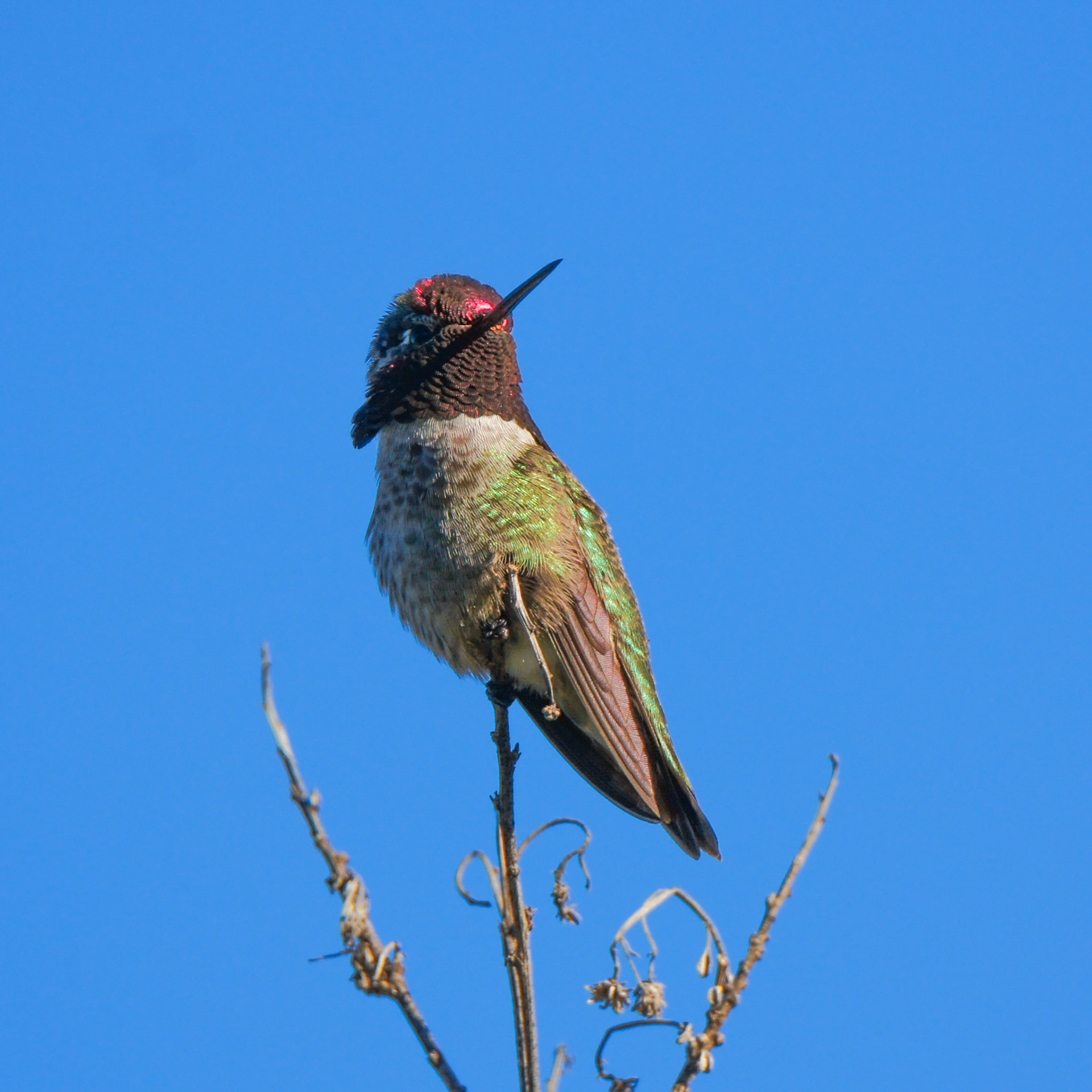 Anna's Hummingbird