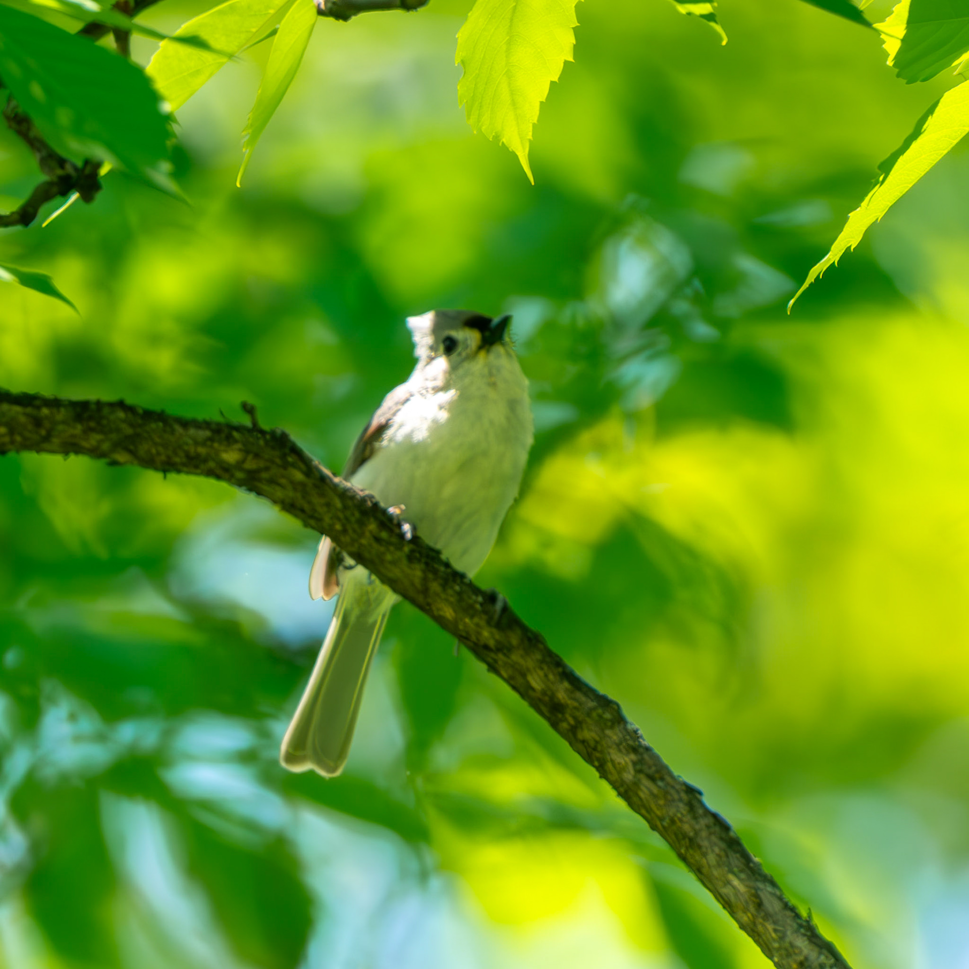 Tufted Titmouse