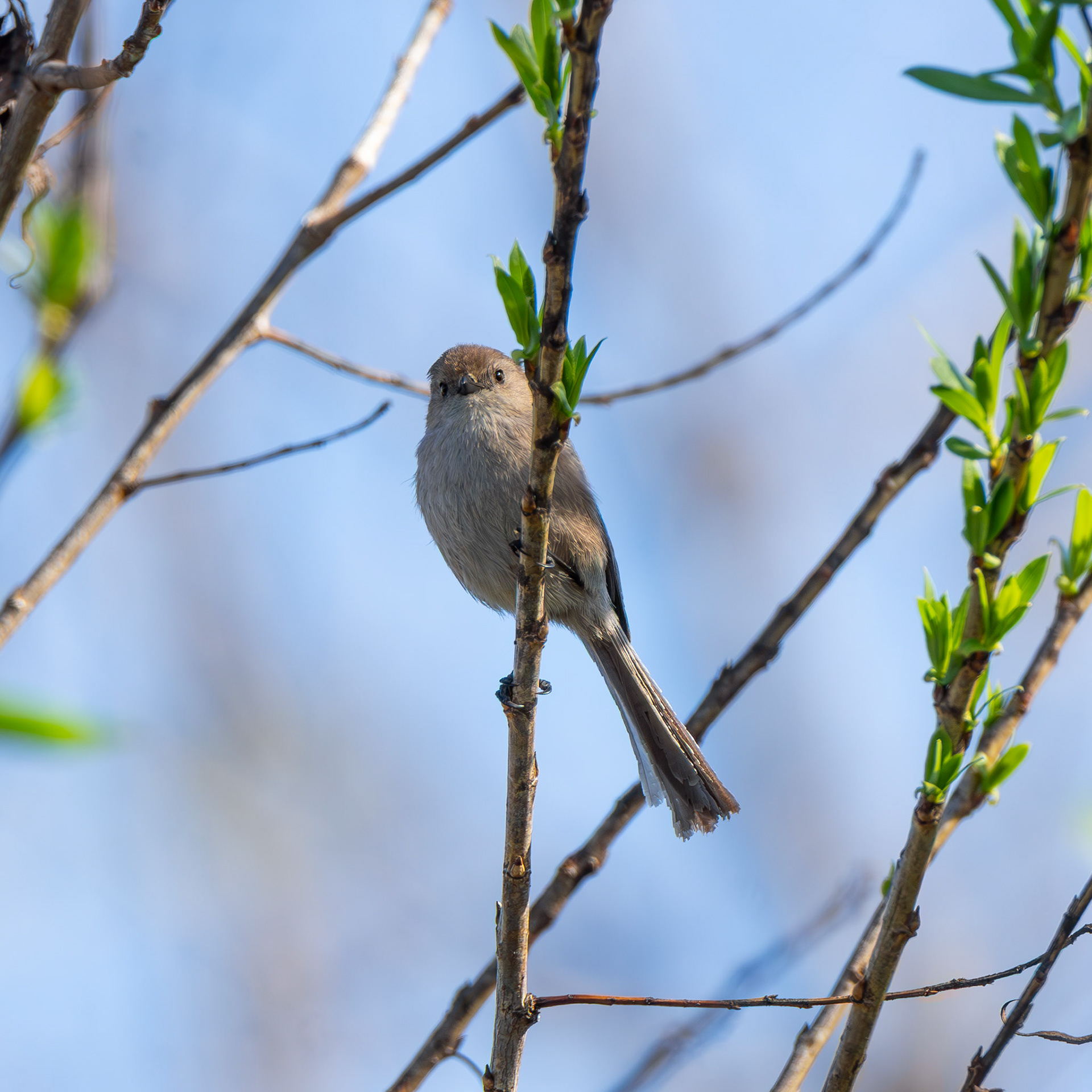 American Bushtit