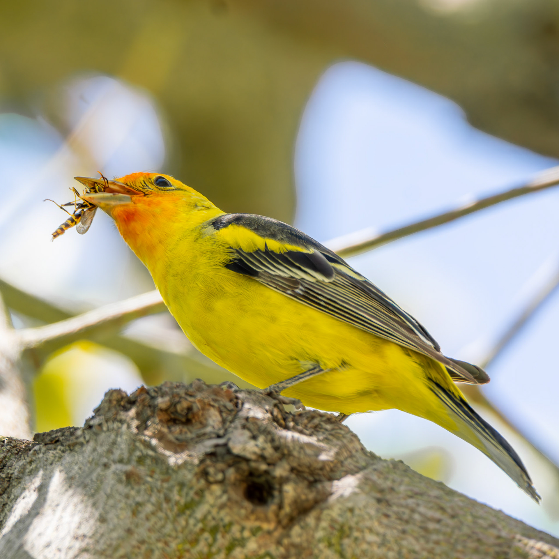 Western Tanager