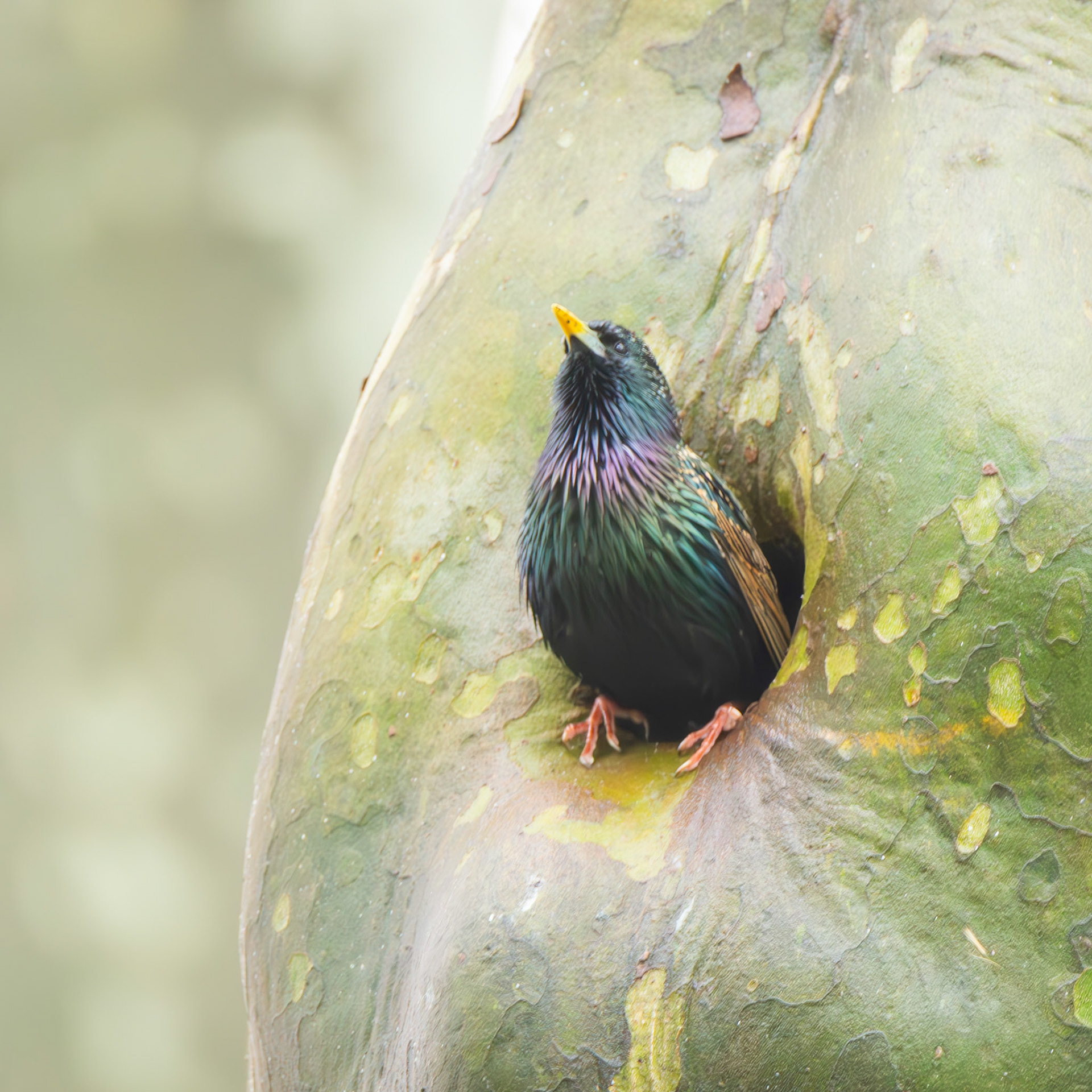 European Starling