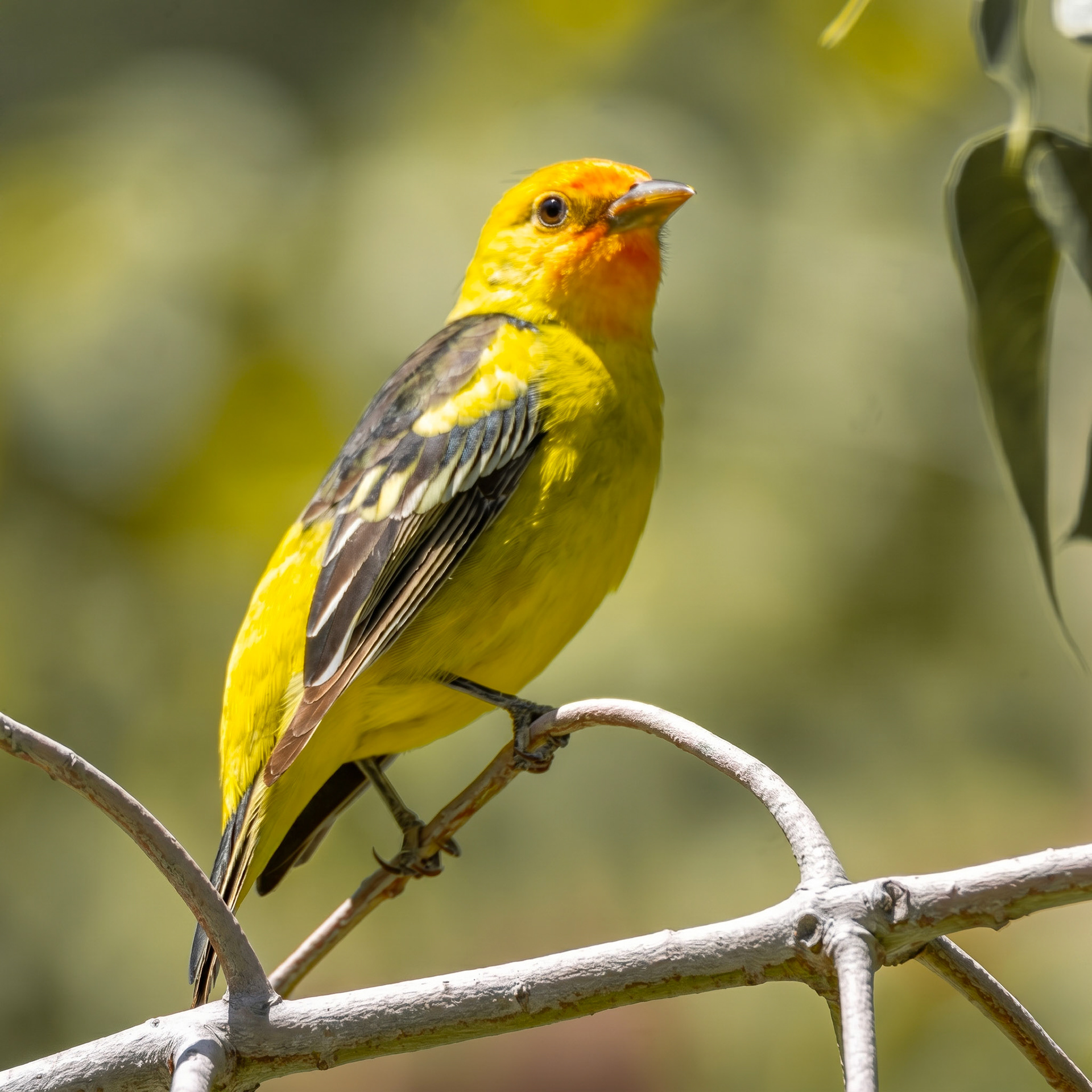 Western Tanager