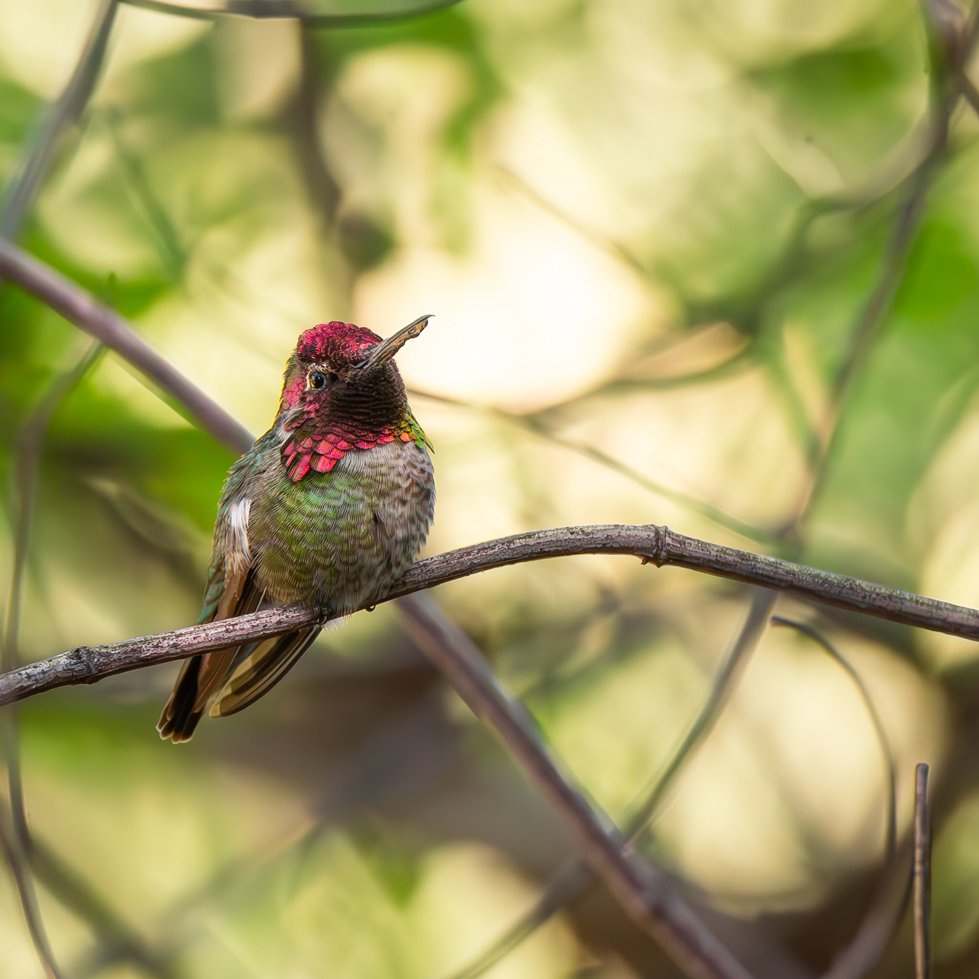 Anna's Hummingbird