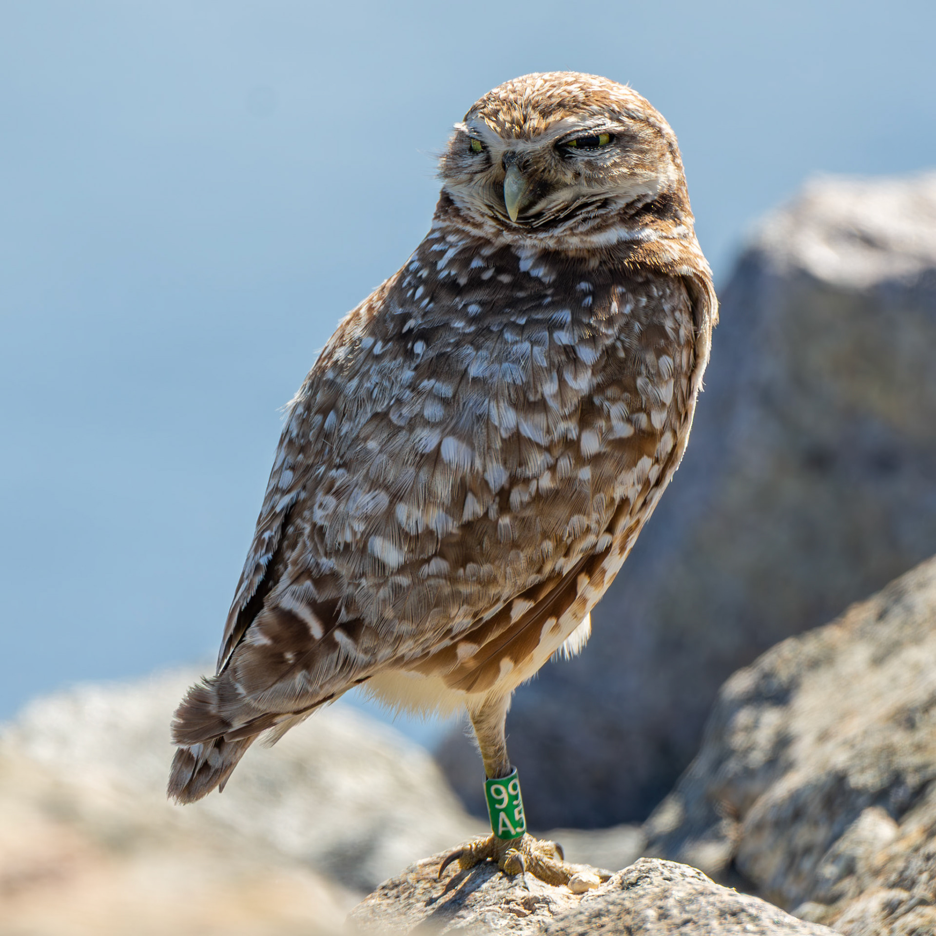 Burrowing Owl