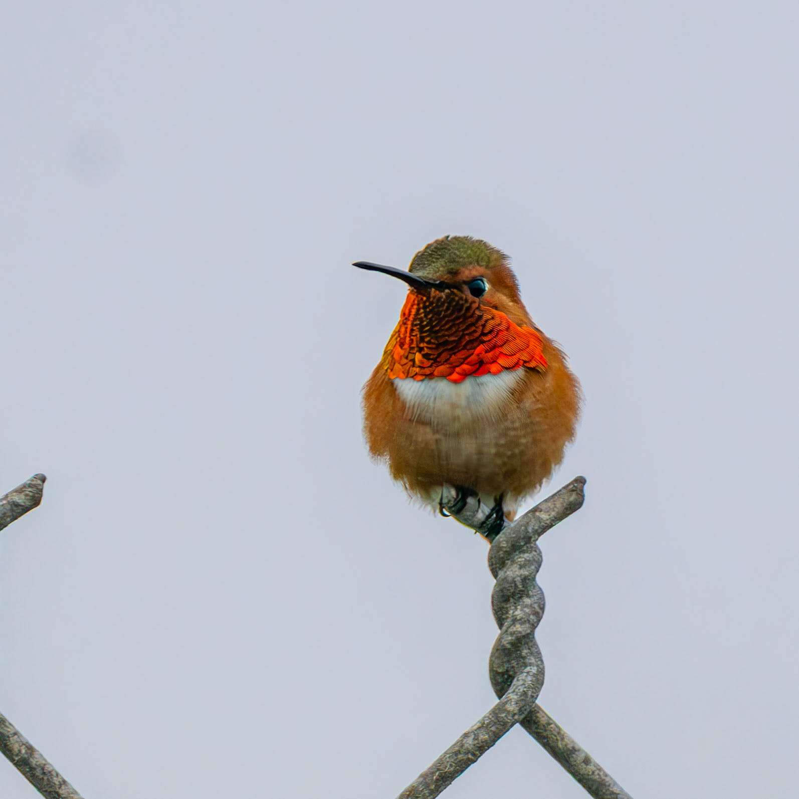 Rufous Hummingbird