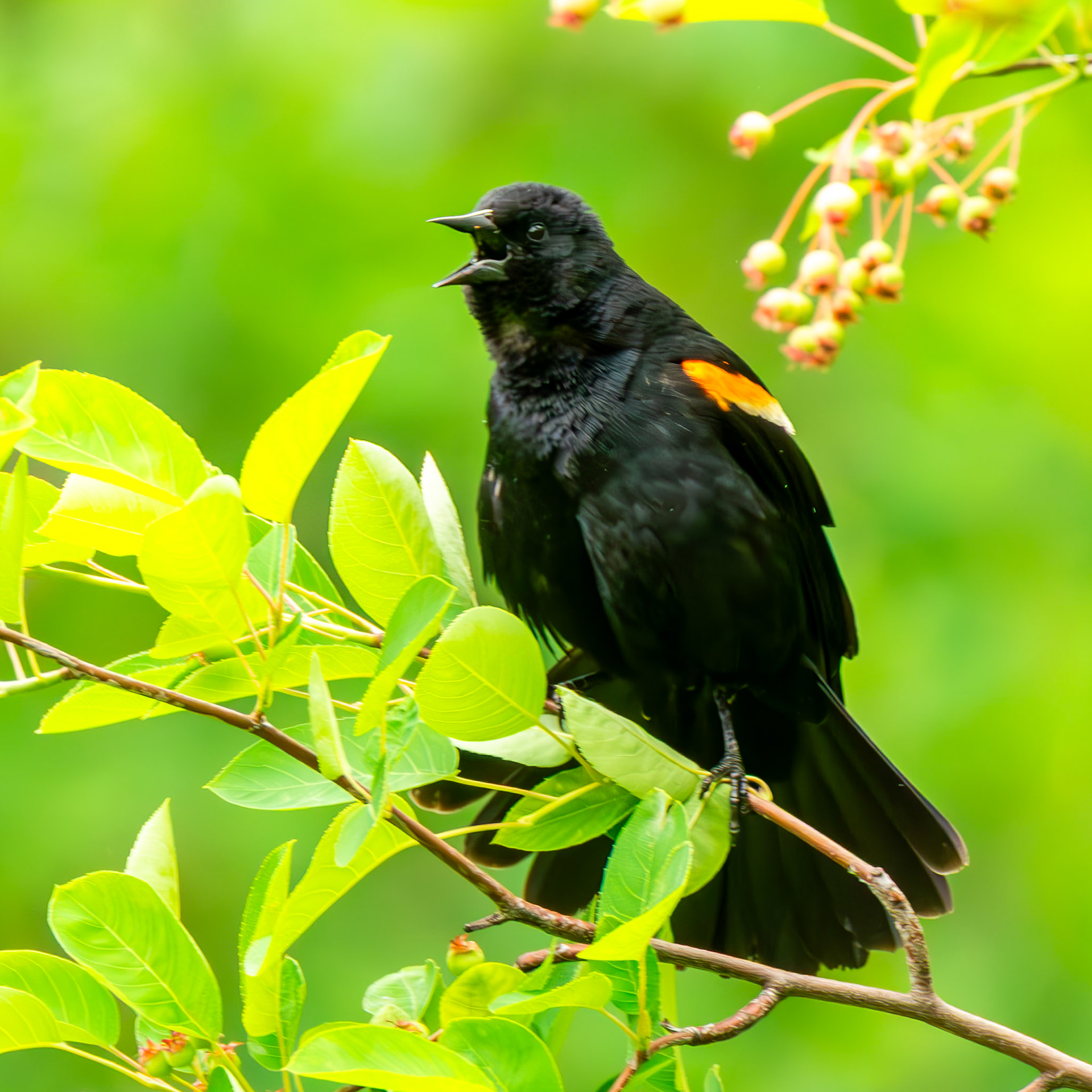 Red-Winged Blackbird