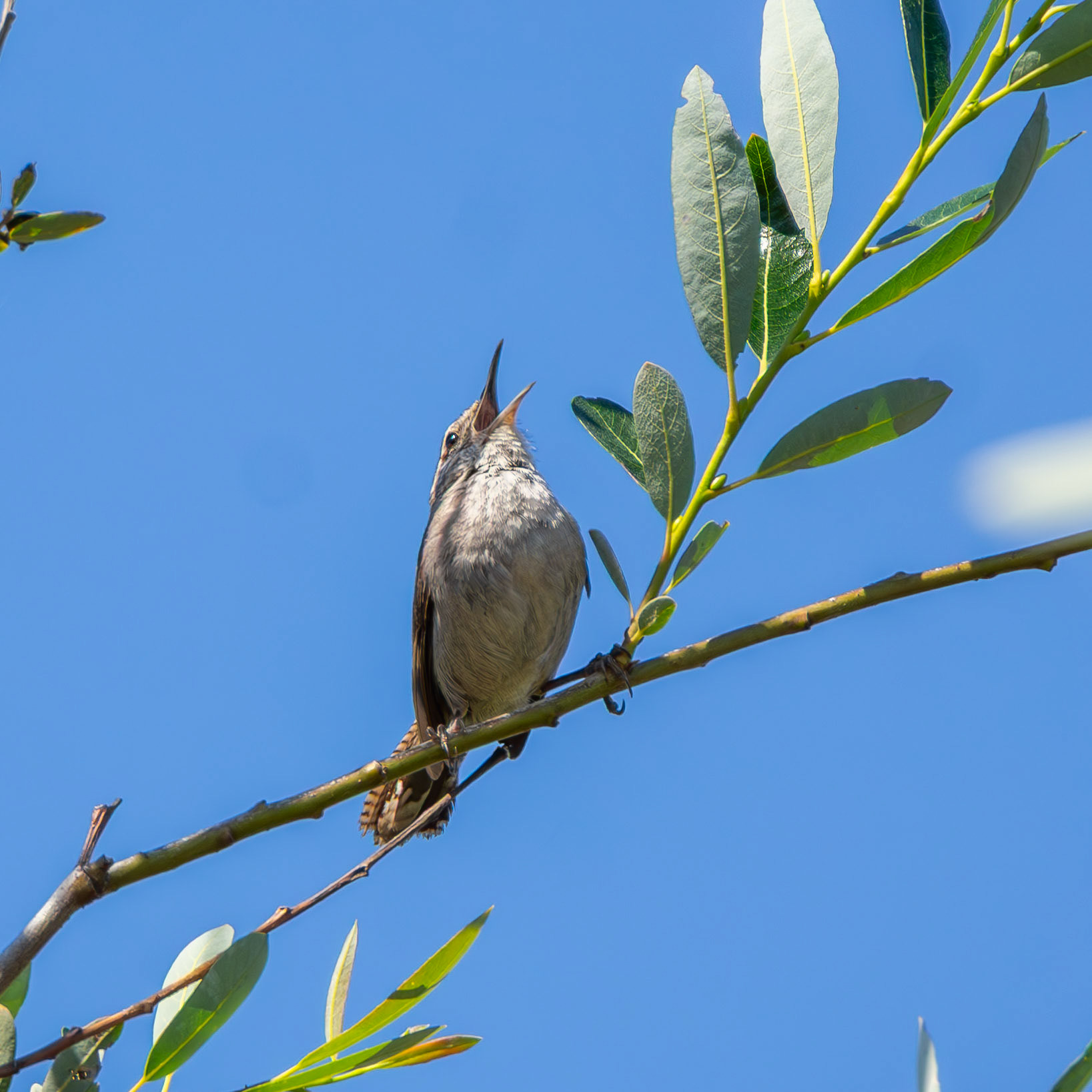 House Wren