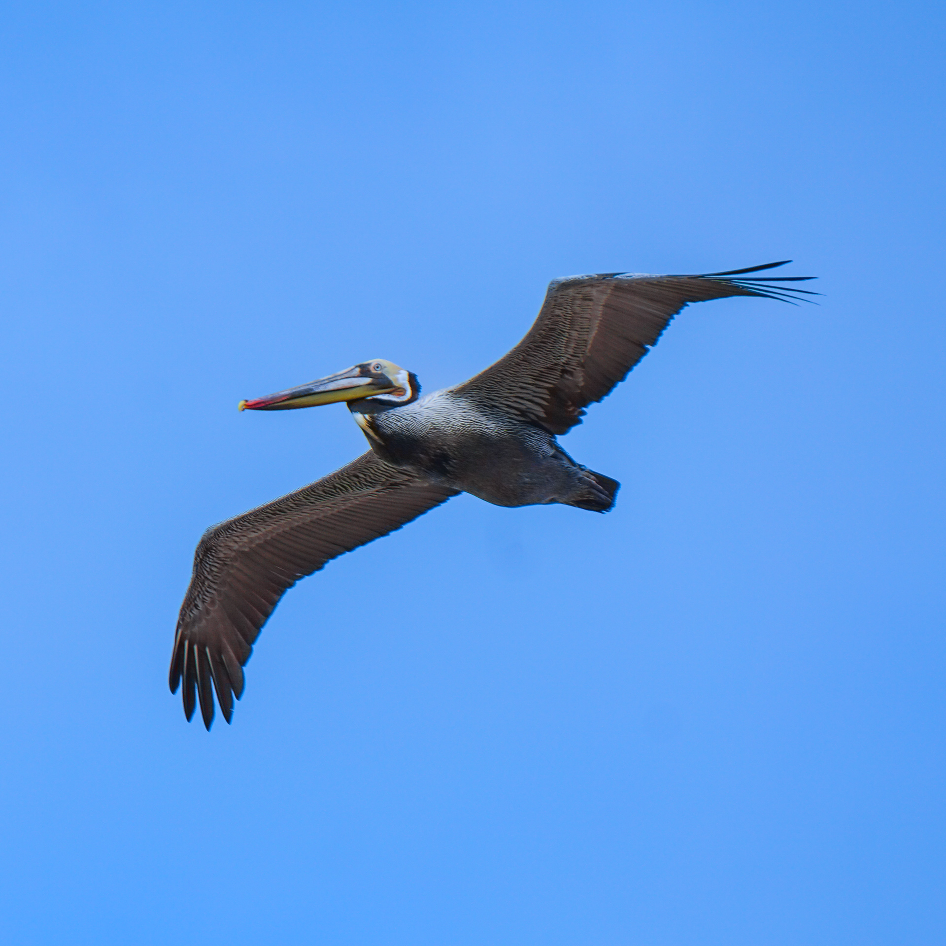 Brown Pelican