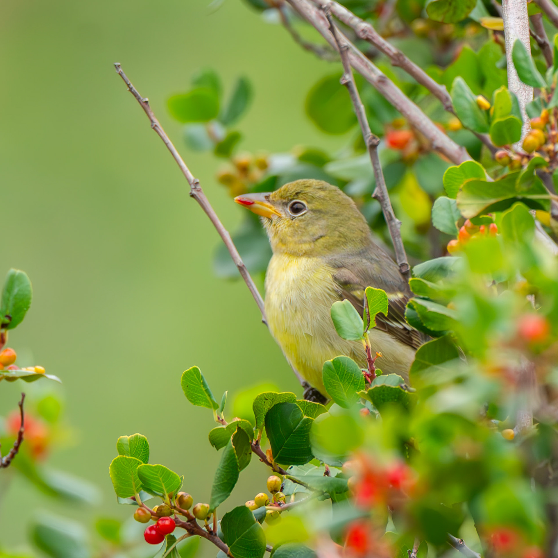 Western Tanager