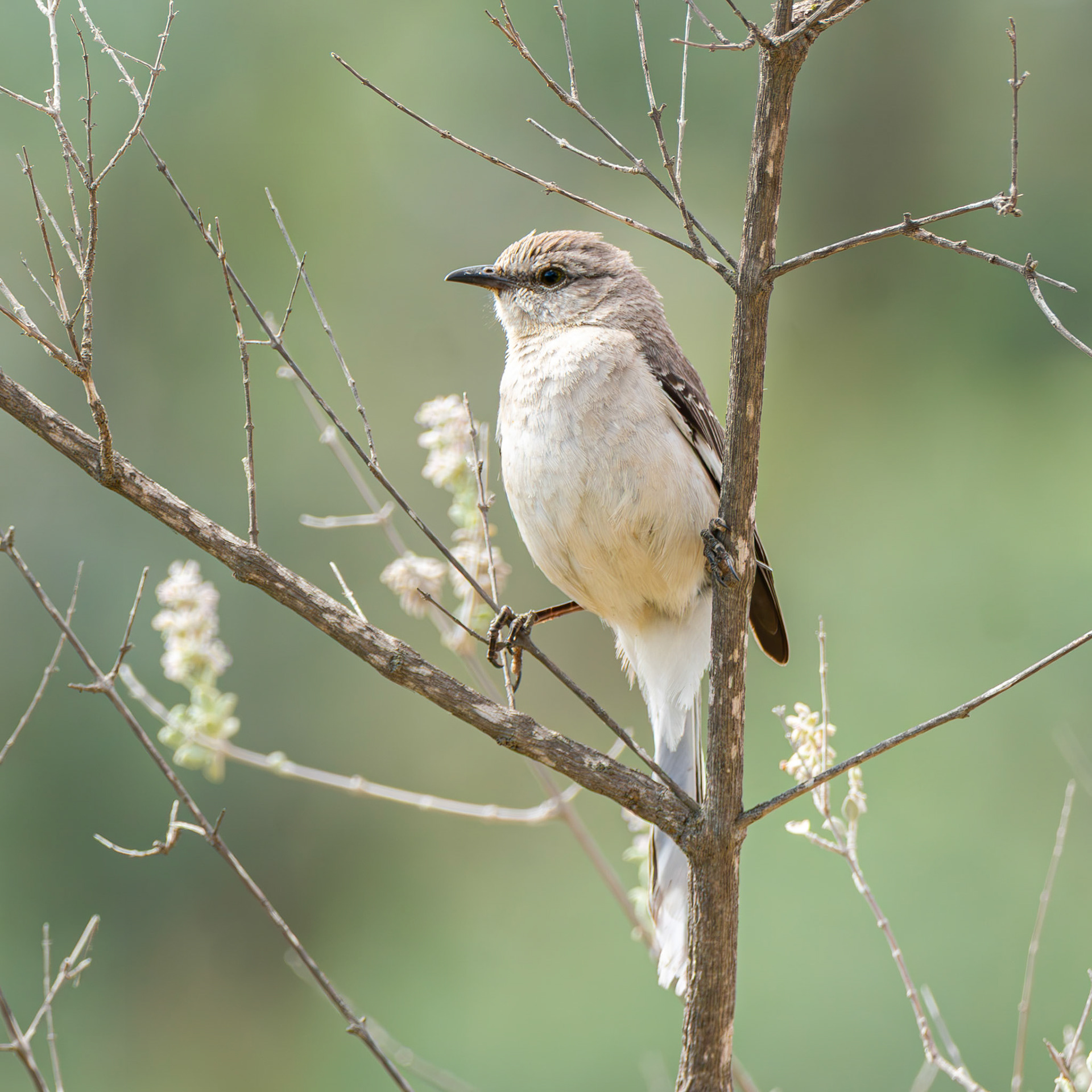 Northern Mockingbird