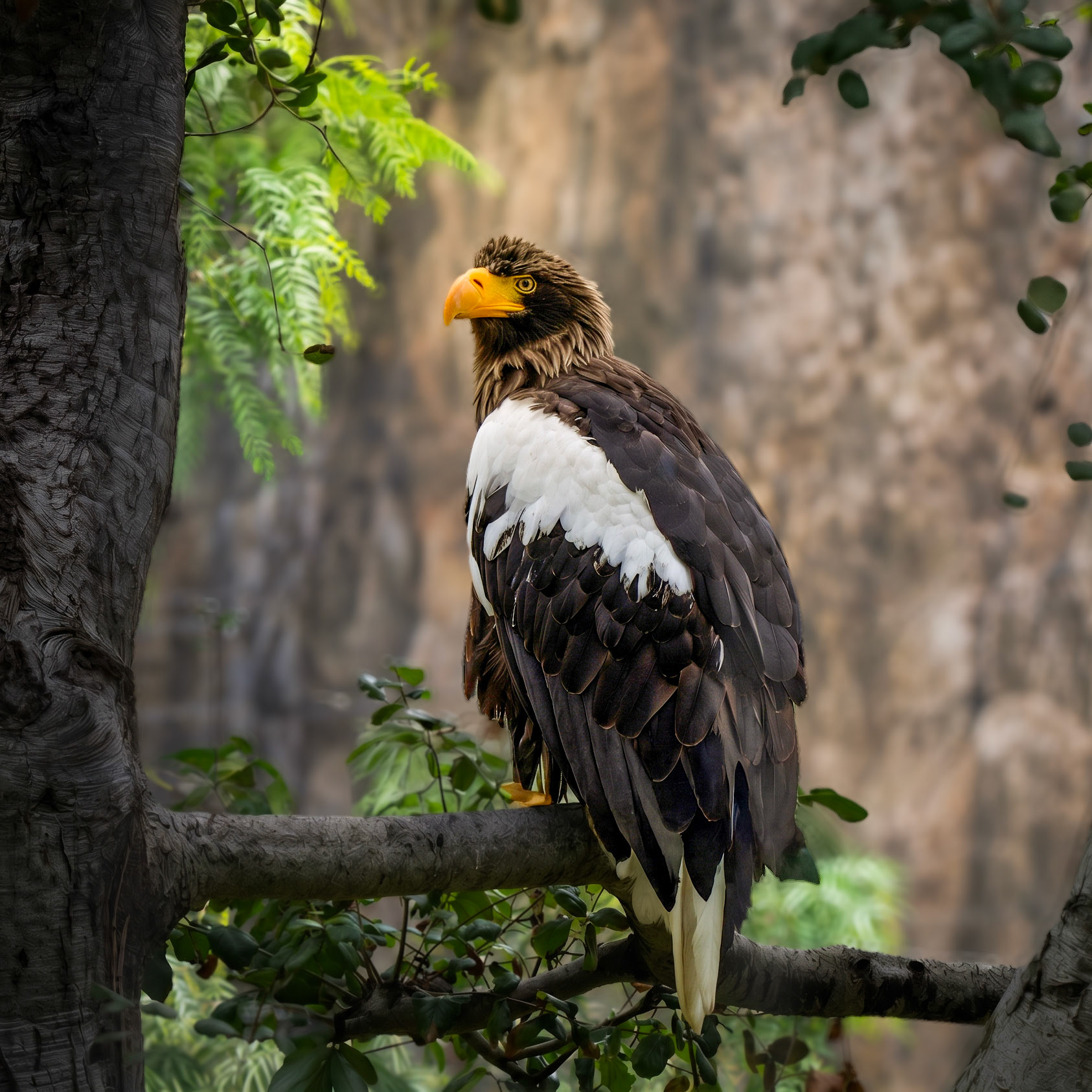 Steller's Sea Eagle